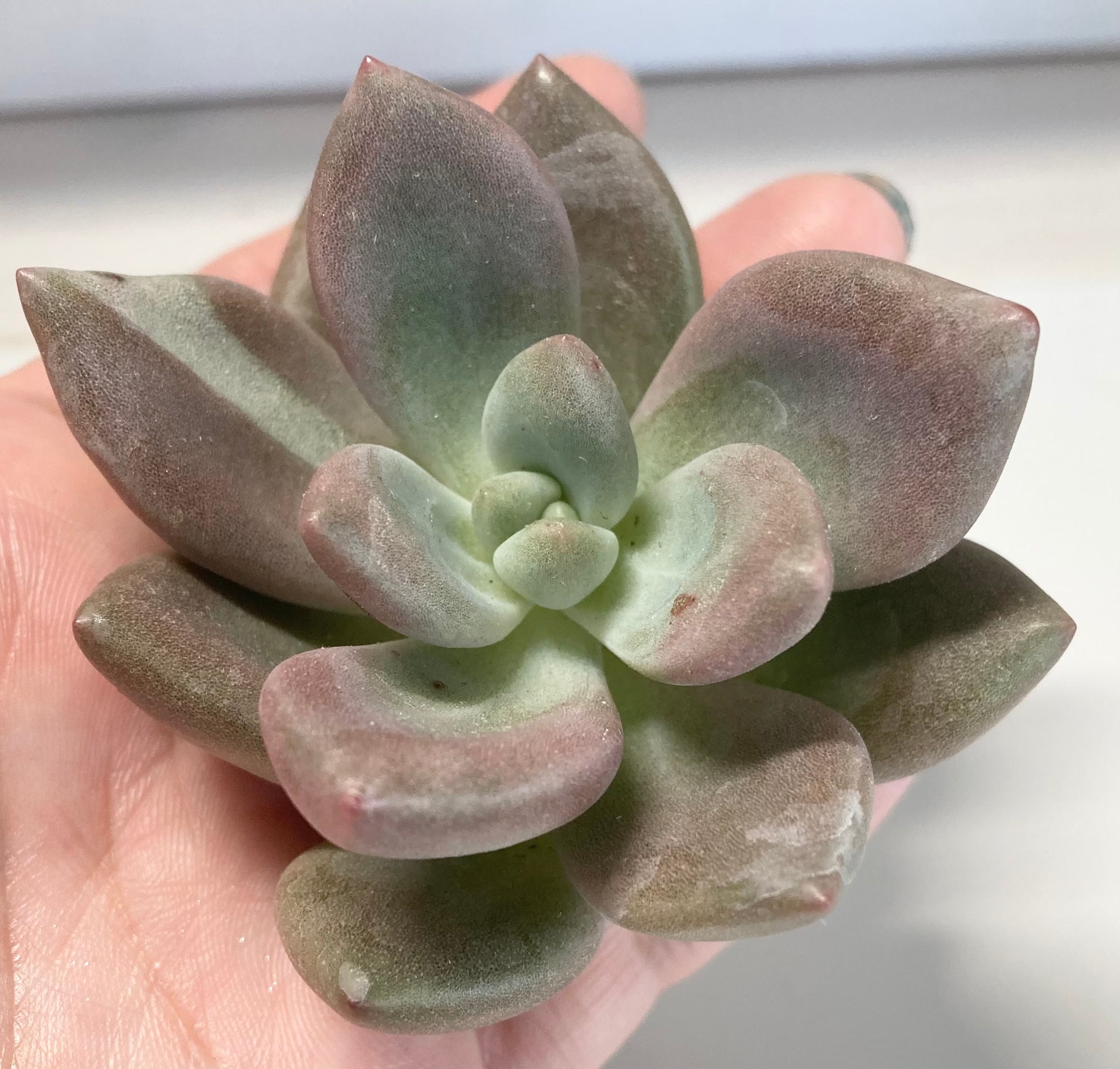 おまとめ！39SALE！多肉植物^o^ ルビードナ