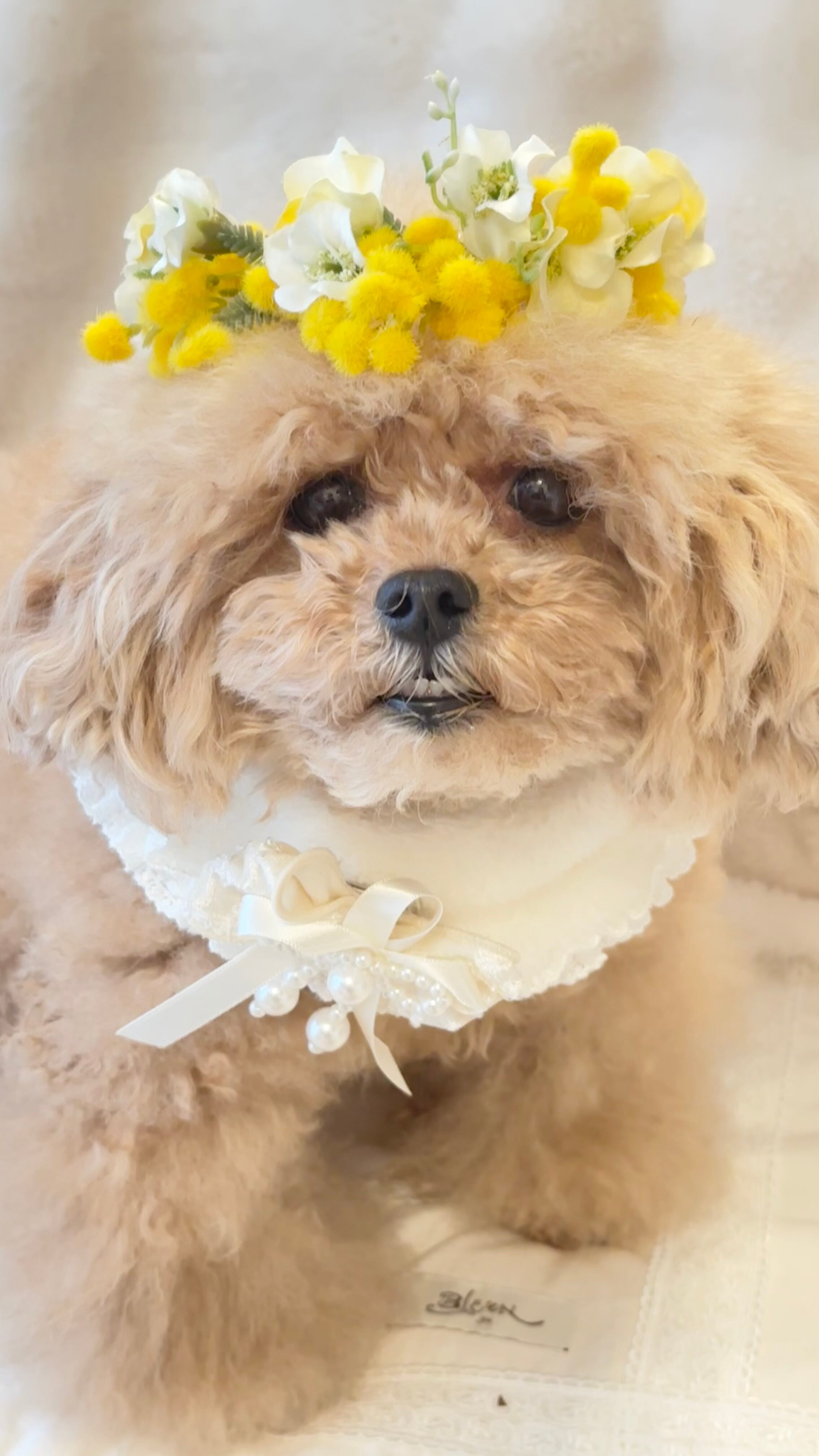 花冠 抽選販売 】今季ラスト 16㎝ Happy Mimosa 2026 Flower crown わん