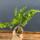 アグラオネマ ピクタム トリカラー ワイド【885】