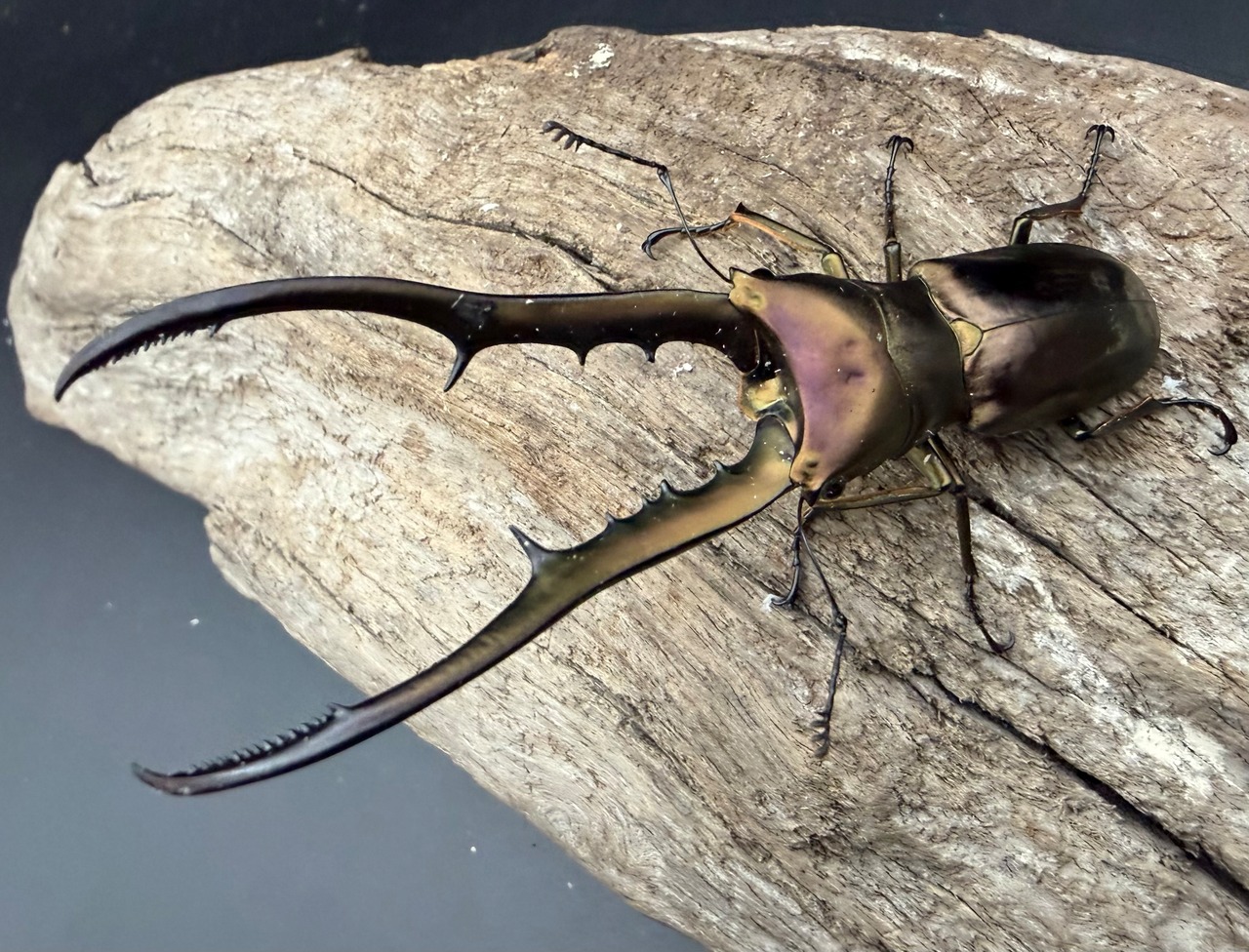 【WD】《メタリフェルホソアカ亜種フィナエ 86mm ペア》