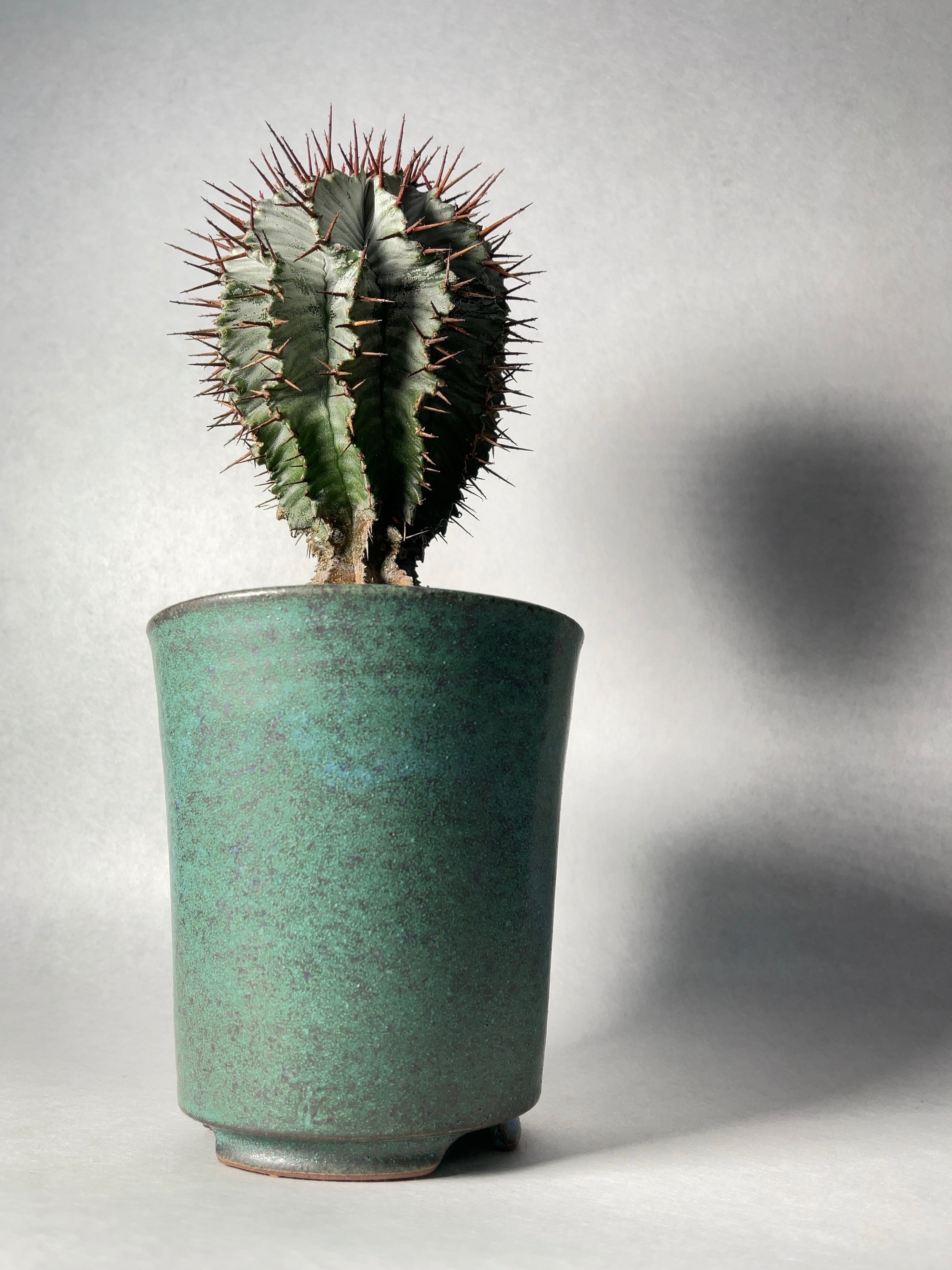 ユーフォルビア・ホリダ | trigger