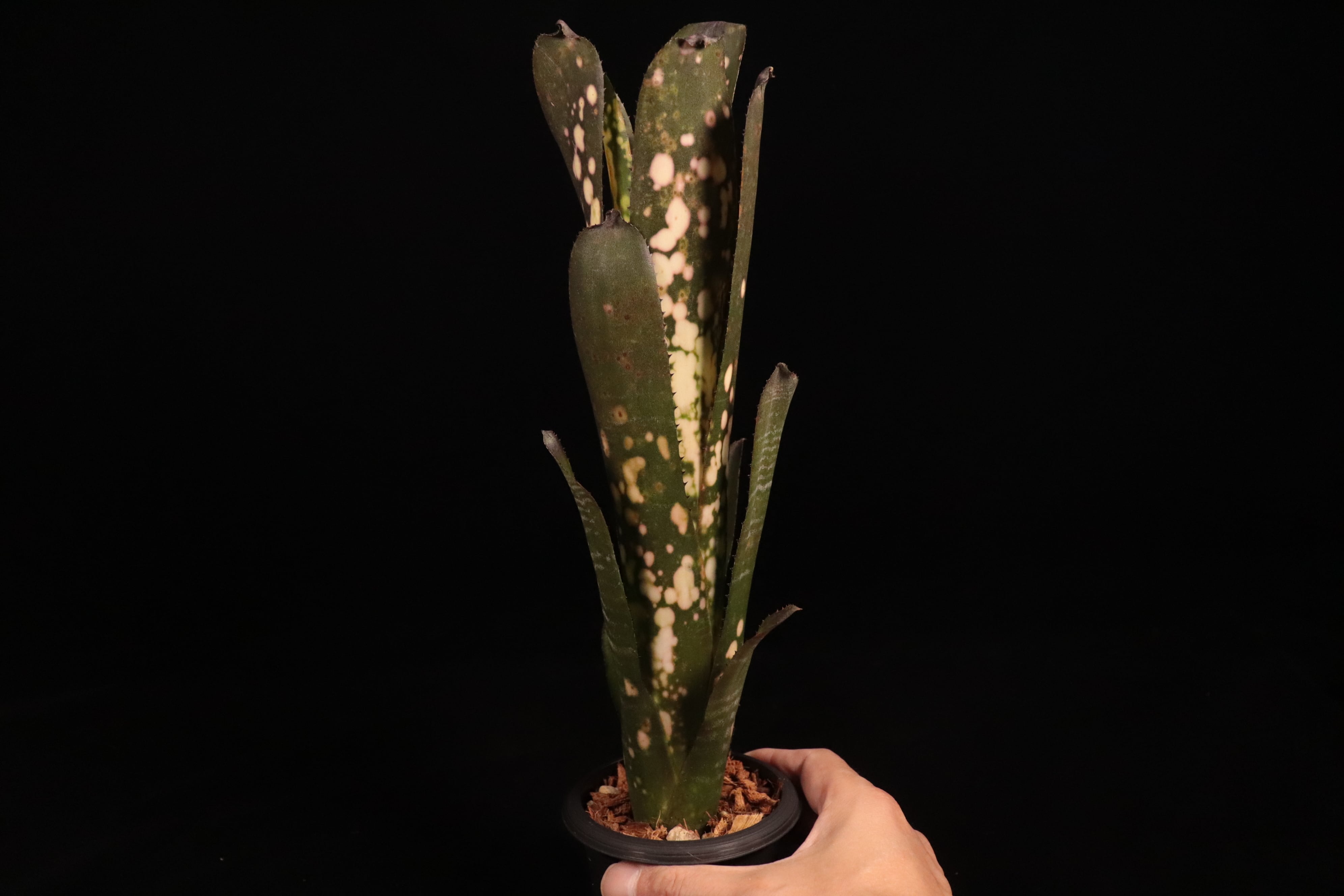 ブロメリア・エアープランツ Billbergia Kolan Candy Cup Billbergia 'Kolan Candy Cup'〔ビルベルギア〕B339 | plane plants