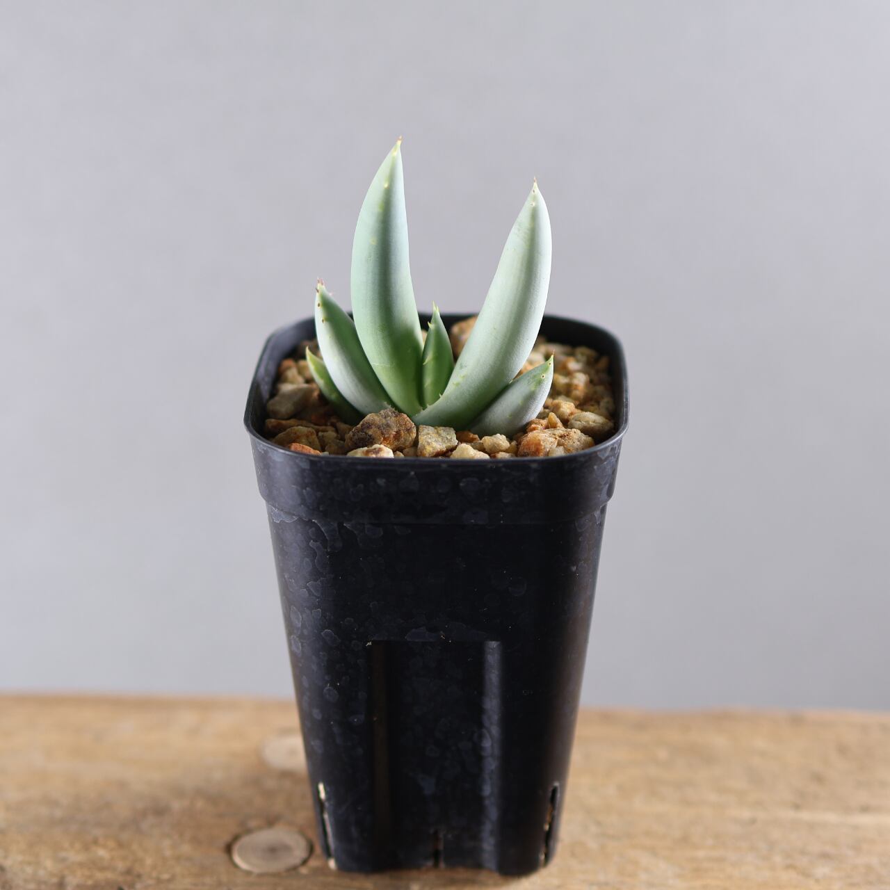 Aloe haggeherensis アロエ ハッゲヘレンシス 実生苗　多肉植物 618『アロエ Aloe asperifolia A. Berger 1905.』観葉植物【送料無料