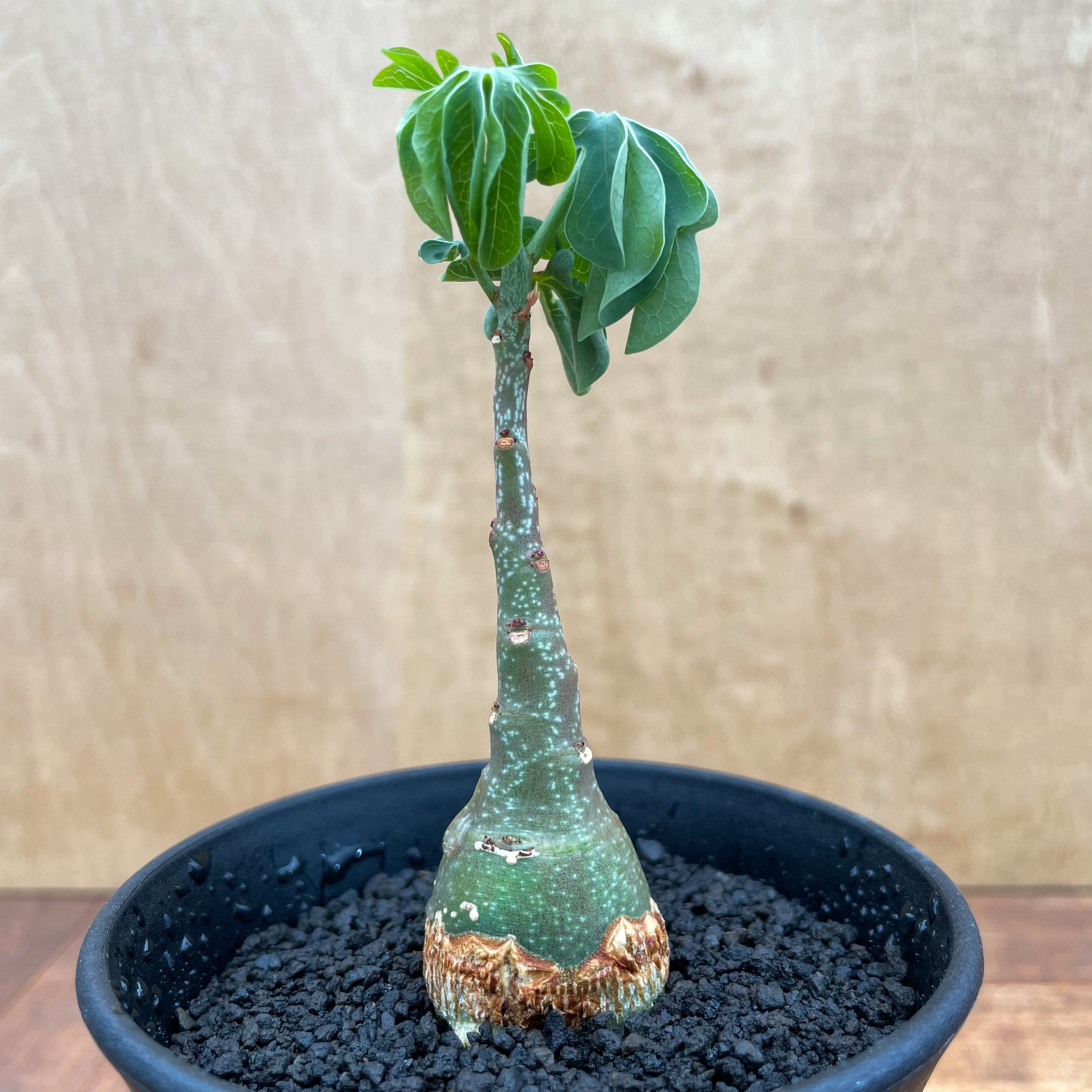 【実生】【斑入り】アデニア グラウカ Adenia glauca【アデニア・グラウカ・実生】 | RIMO'S GREEN 【Saboten