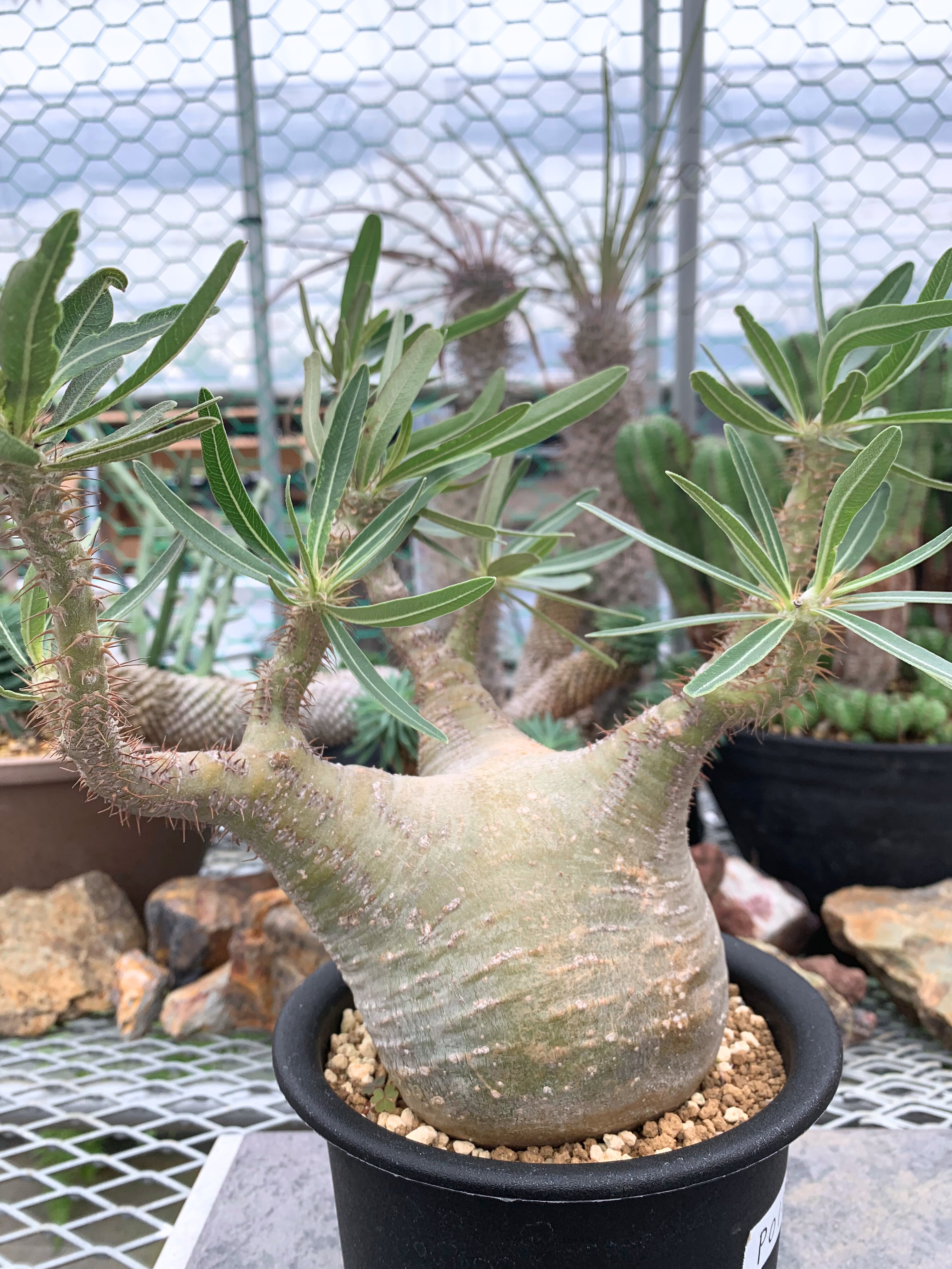 パキポディウム グラキリス P018【送料着払い】 | CACTUS330