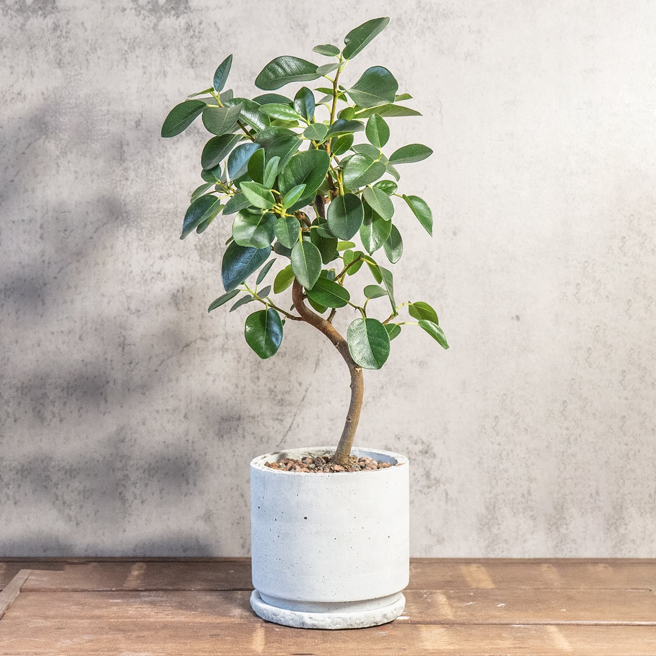 フランスゴムの木｜曲線美が映えるナチュラルフォルムの観葉植物【手作りモルタル鉢】