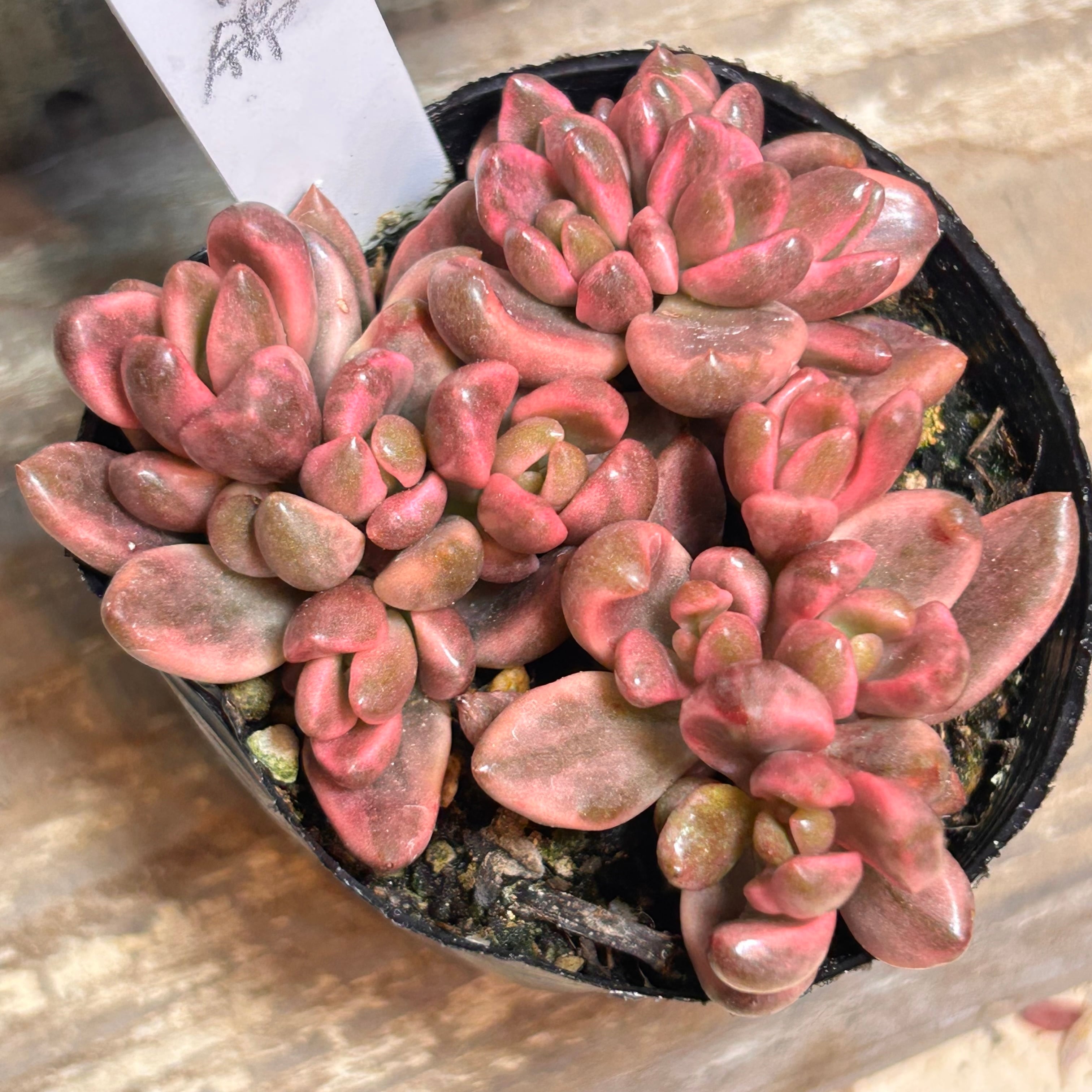 錦 | RuPo 多肉植物専門店