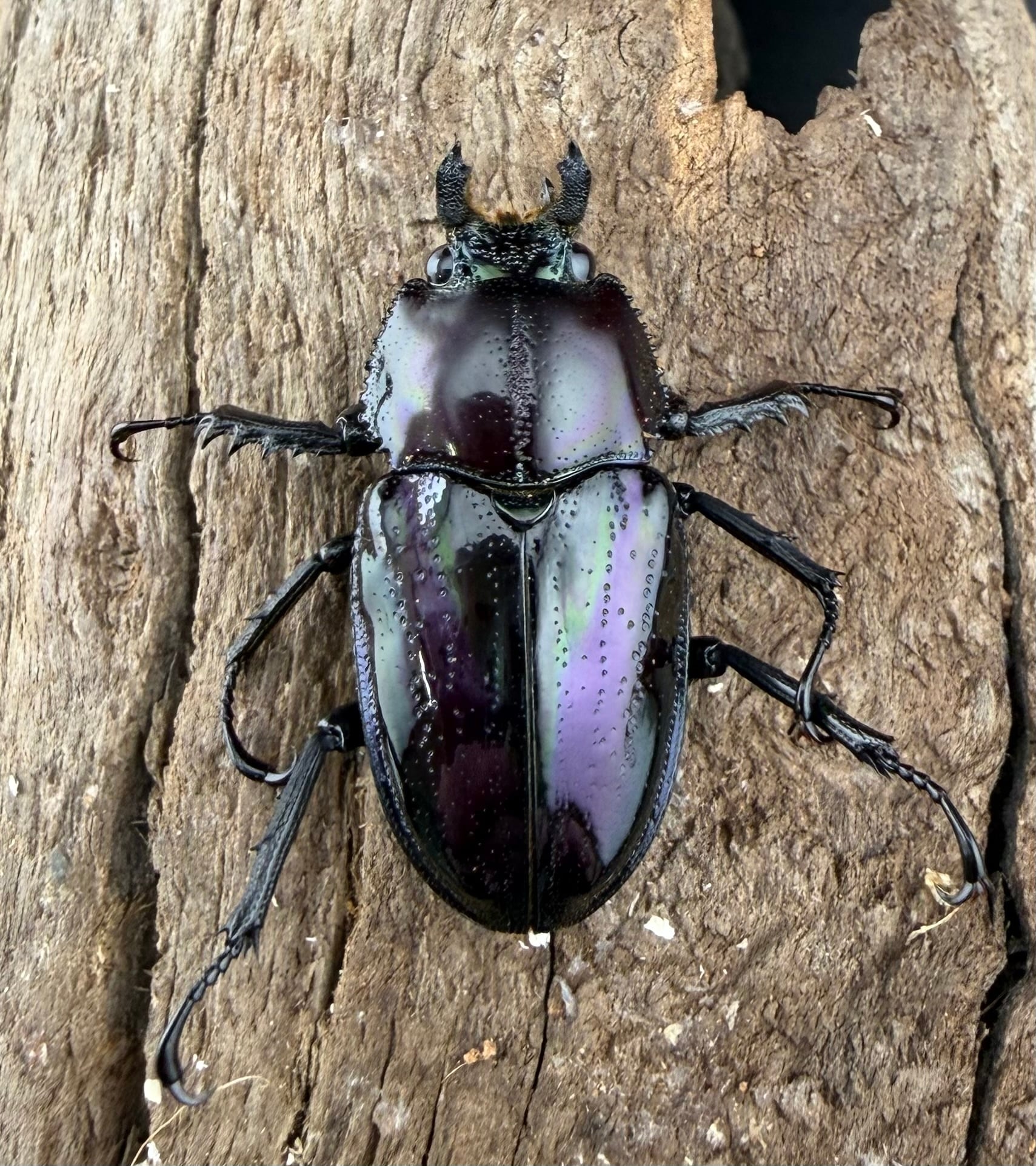 ニジイロクワガタ 紫紺系 52mm ペア》 | KPW公式オンラインショップ