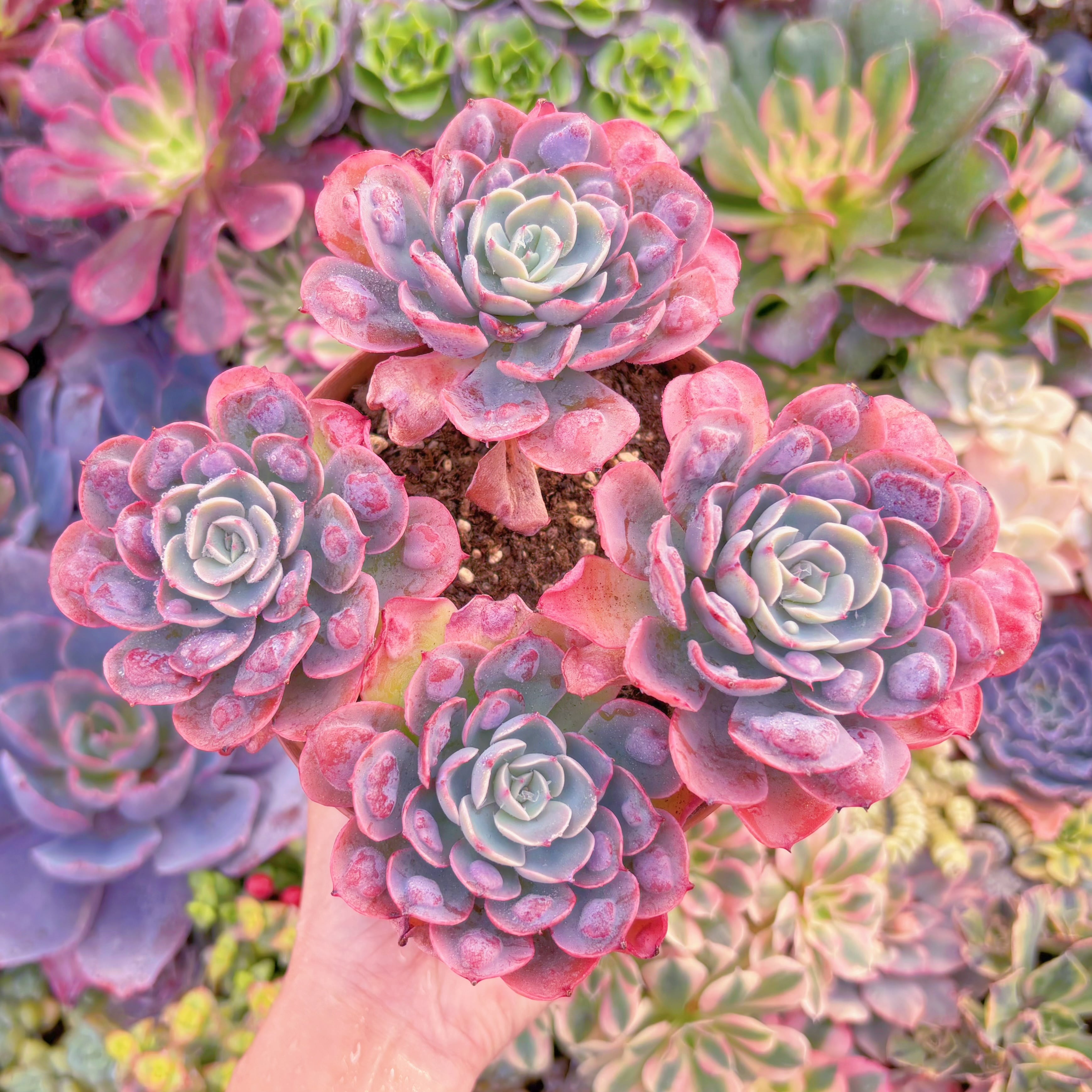 現品　ビヨンセ#A005　特大群生　るる農園