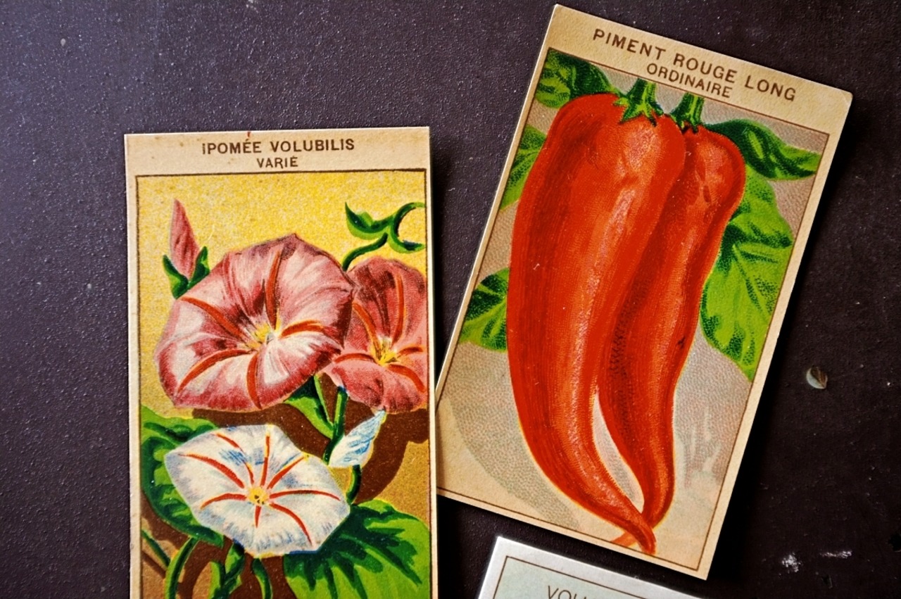 20s フランス 4set 膨満な花々と野菜たち 種子袋用ラベルn アンティーク