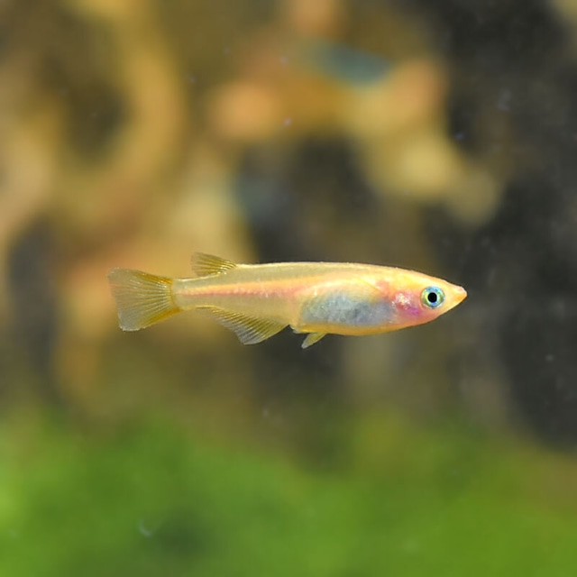 ヒメダカ【10匹セット】ヒメダカ 生体 メダカ 観賞魚 淡水魚 | めだかワークス