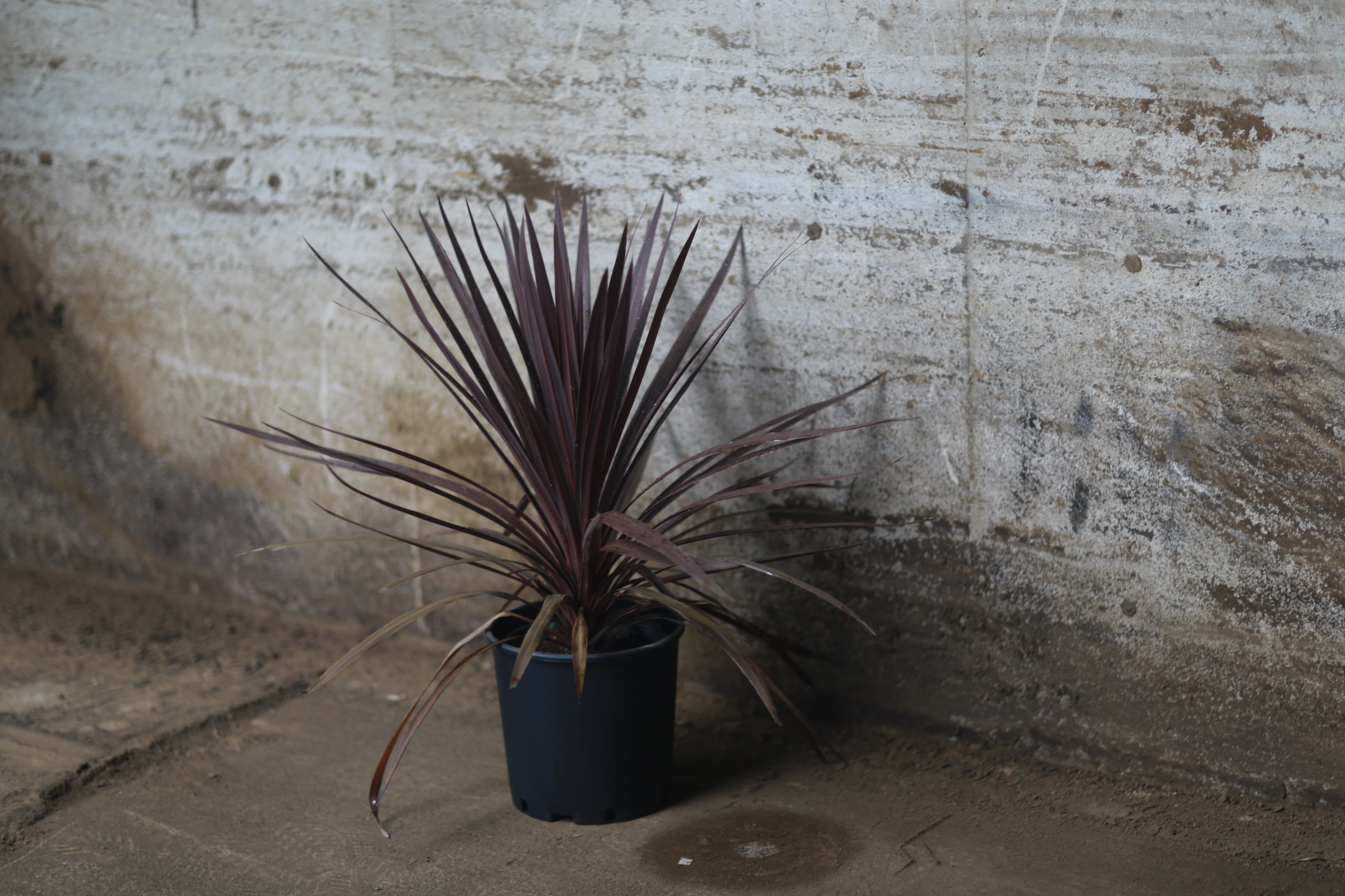 バンクシア インテグリフォリアドワーフ | PLANTS SHOP SOUTHRAIN