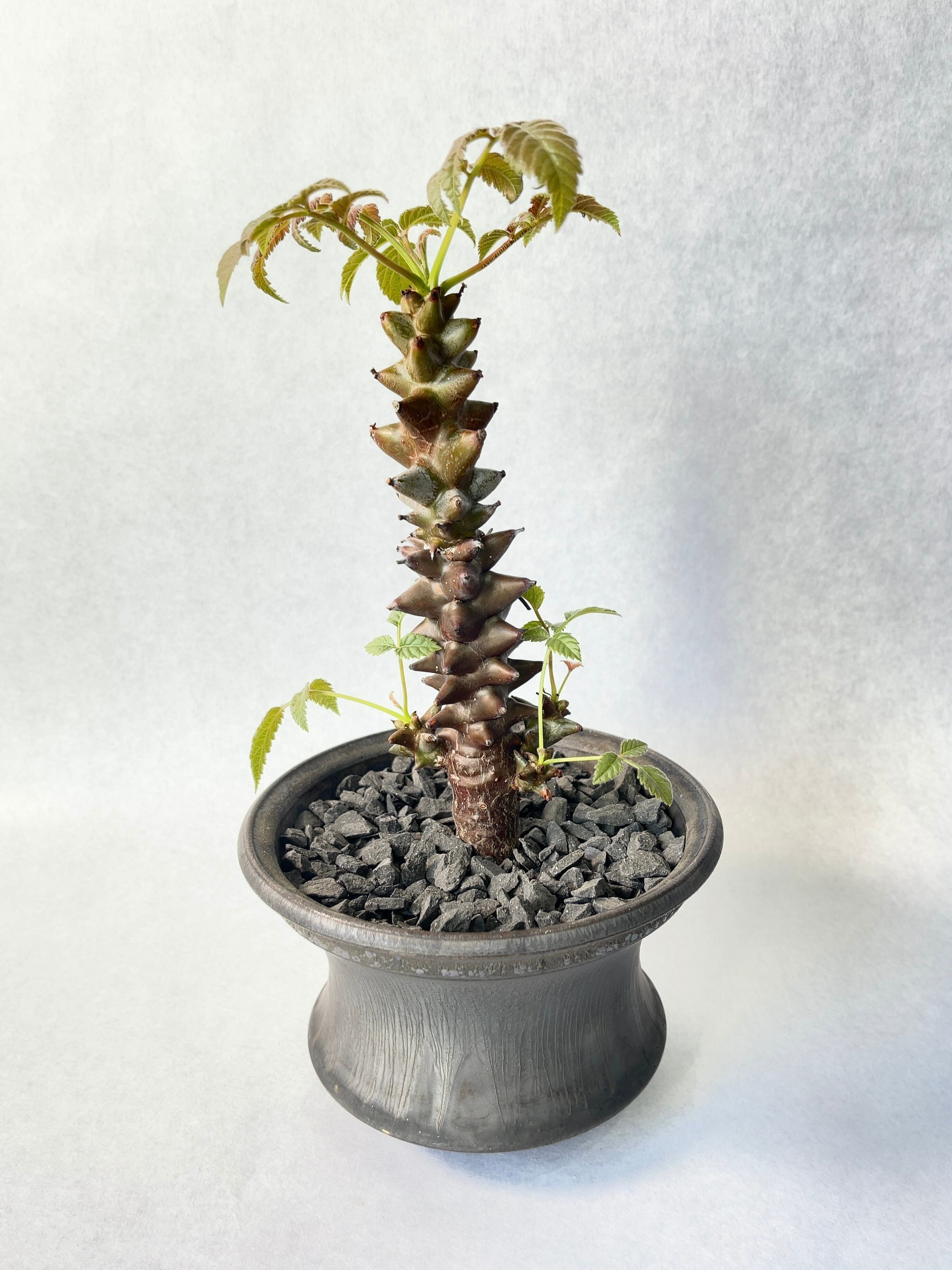 67e5ae54bc55a9724f69f2b0e09893