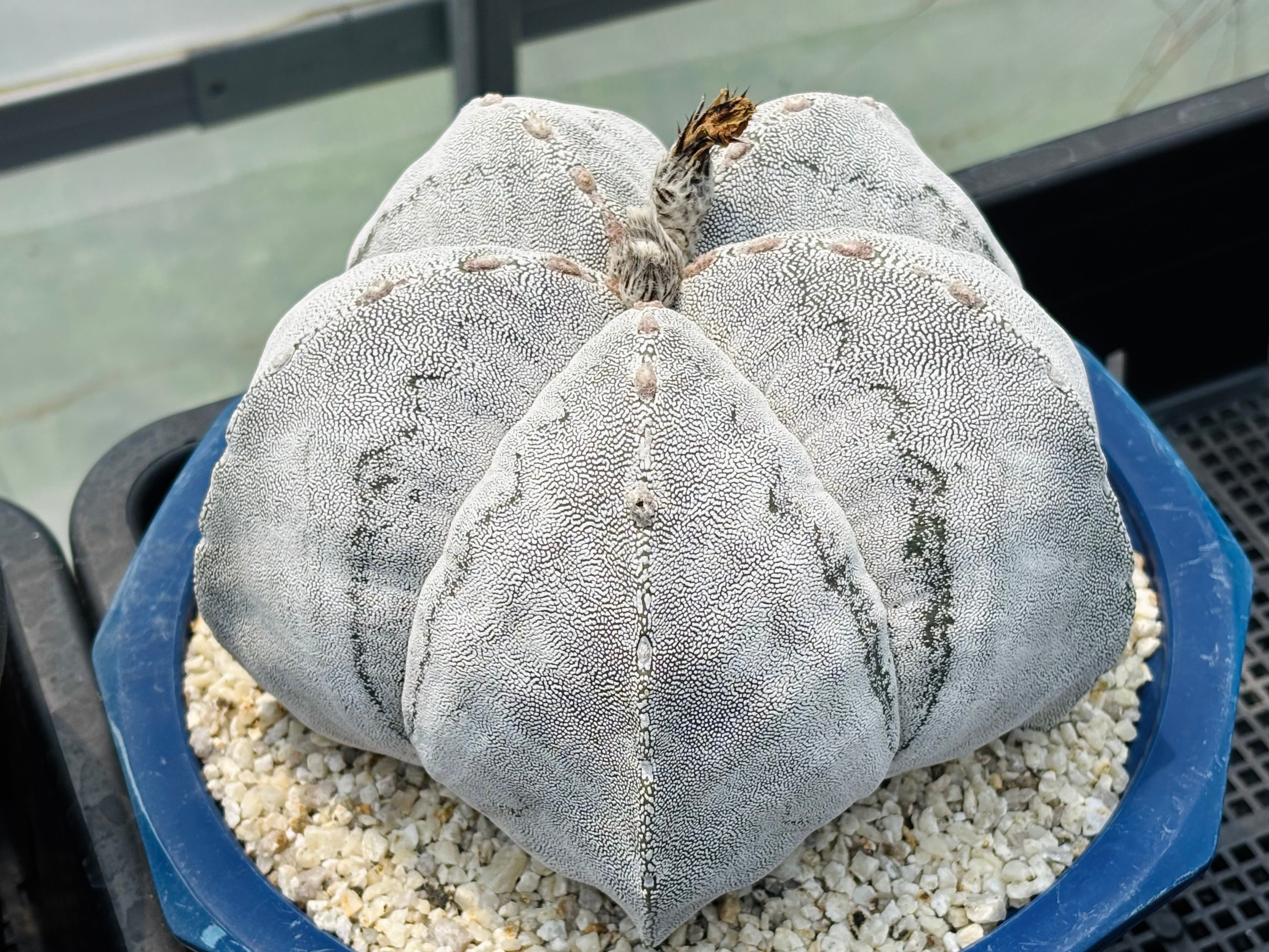 種子】Astrophytum myriostigma アストロフィツム ランポー玉 恩塚鸞鳳