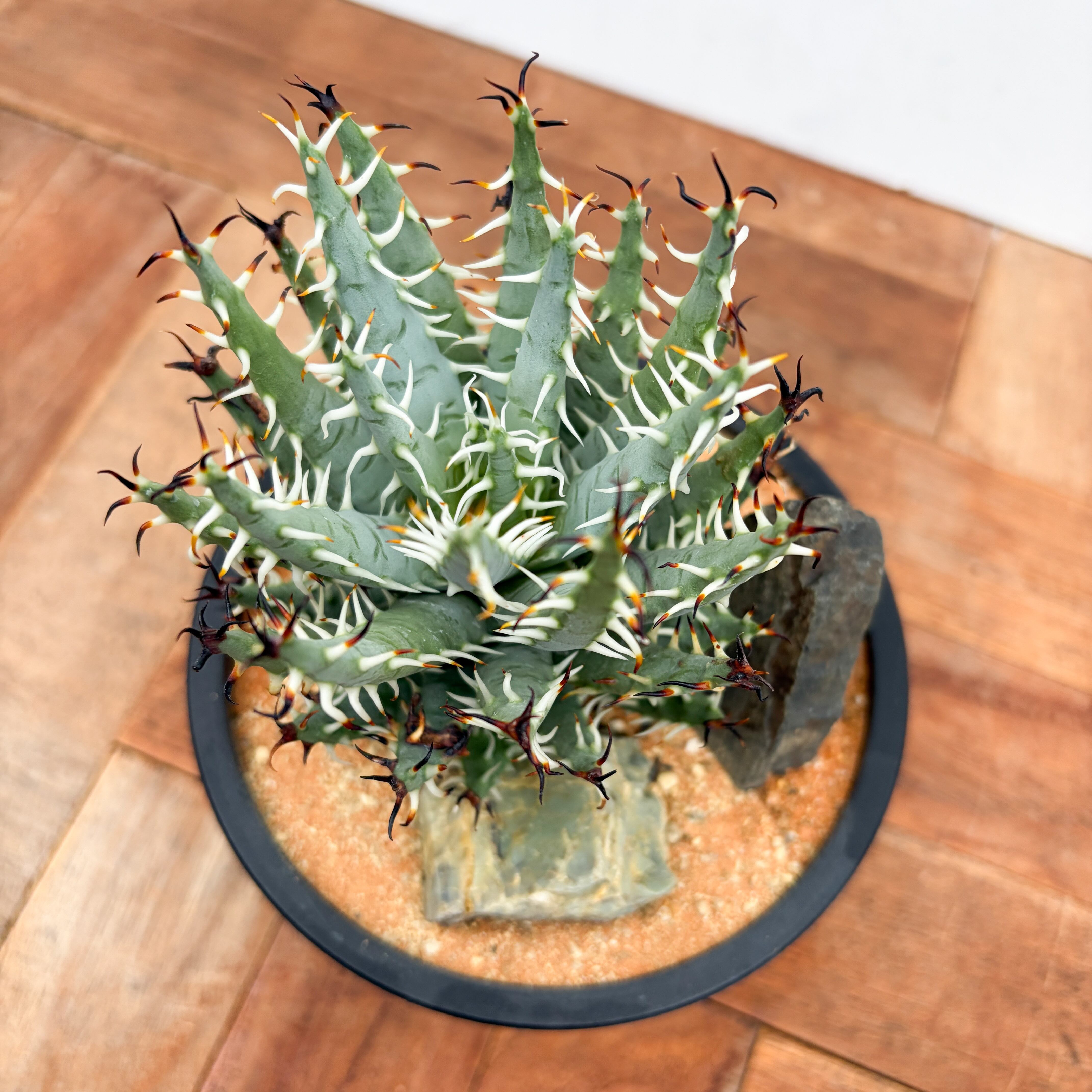 Aloe erinacea【アロエ・エリナケア】 | RIMO'S GREEN 【Saboten