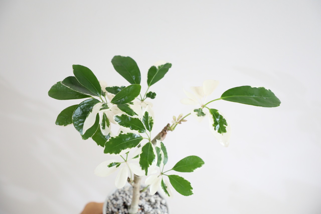 【S】ホンコンカポック バリエガータ　※陶器鉢付き