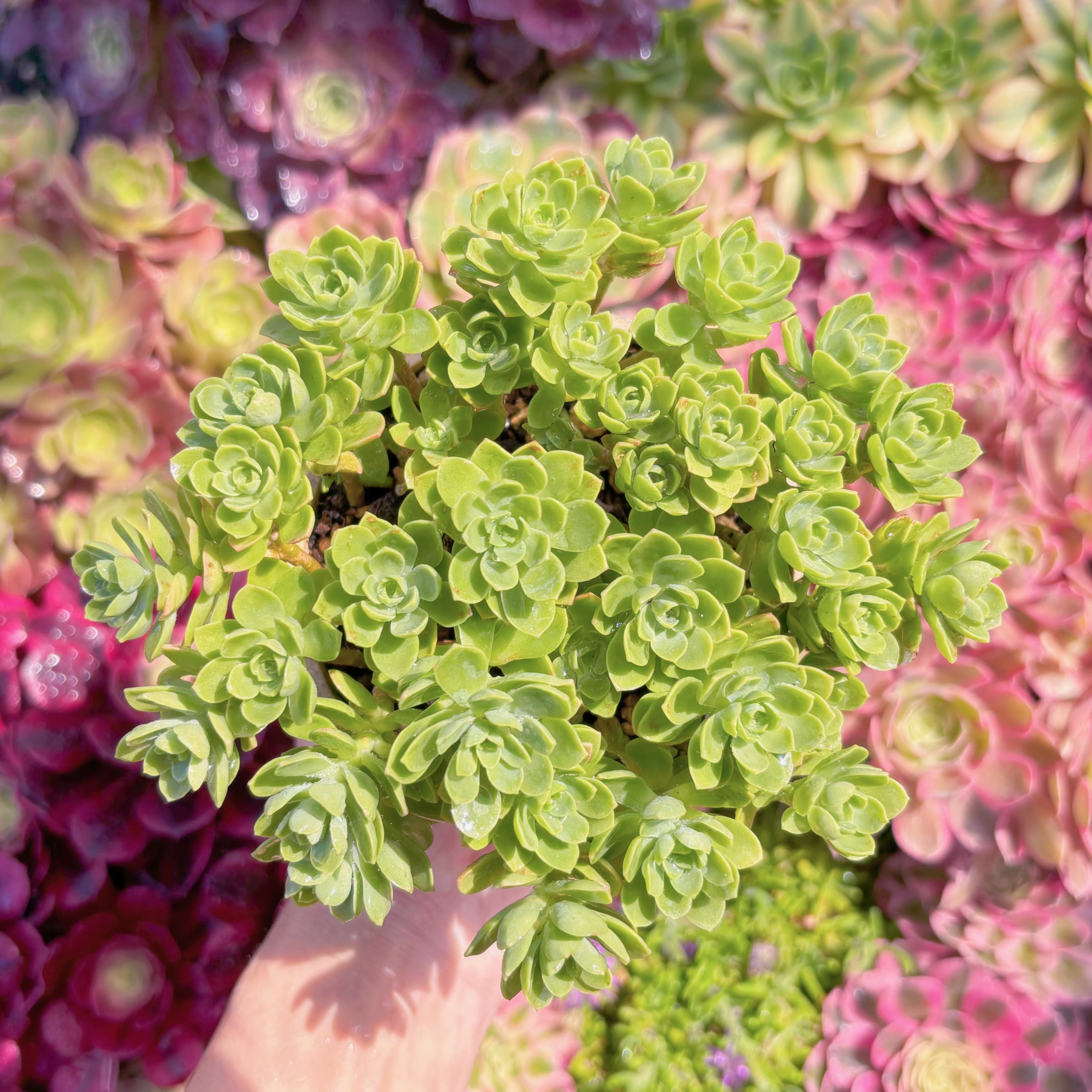 多肉植物　薄化粧　新入荷　るる農園