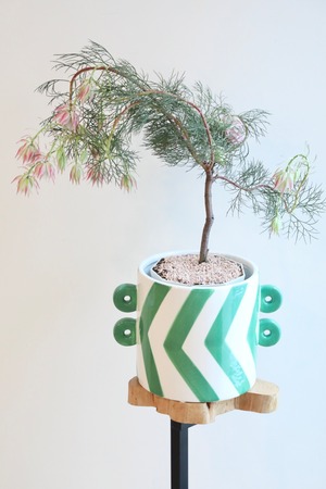 セルリア プリティピンク/Serruria Pretty n Pink ※陶器鉢カバー別売り