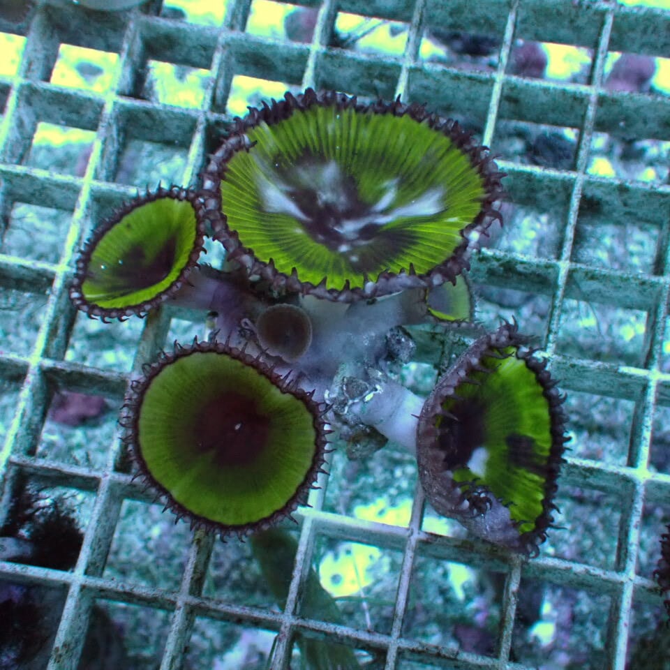 SOFT | HOUSE REEF(ハウスリーフ)サンゴ・海水魚・海藻・通販・大阪・関西