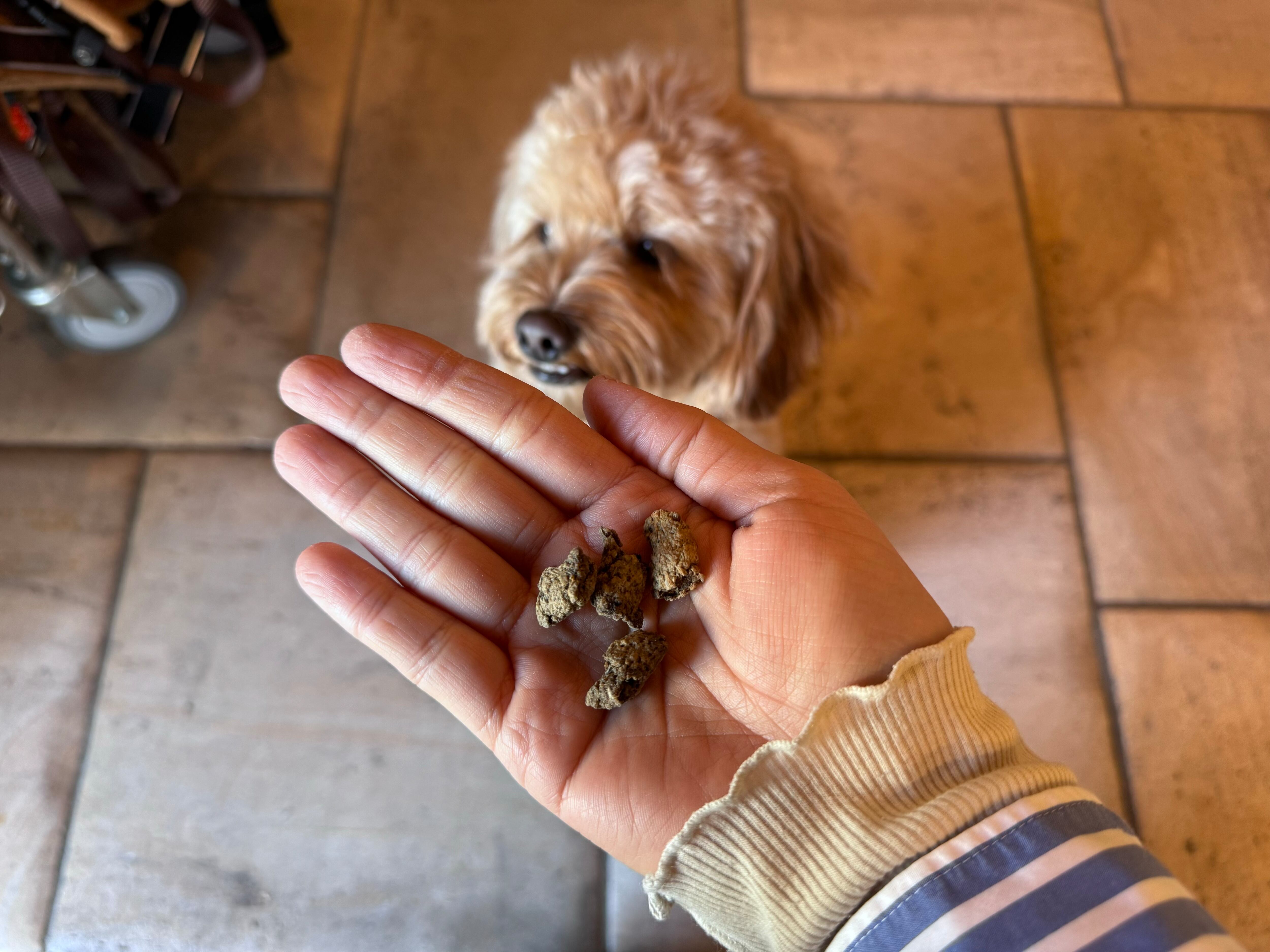 Grand Cru DOG ドッグフード FISH ／SURF&TURF 80g THE DAYS