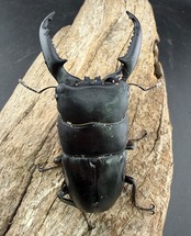 【WD】《パラワンオオヒラタクワガタ ロハス最北東部産 86mm ペア》