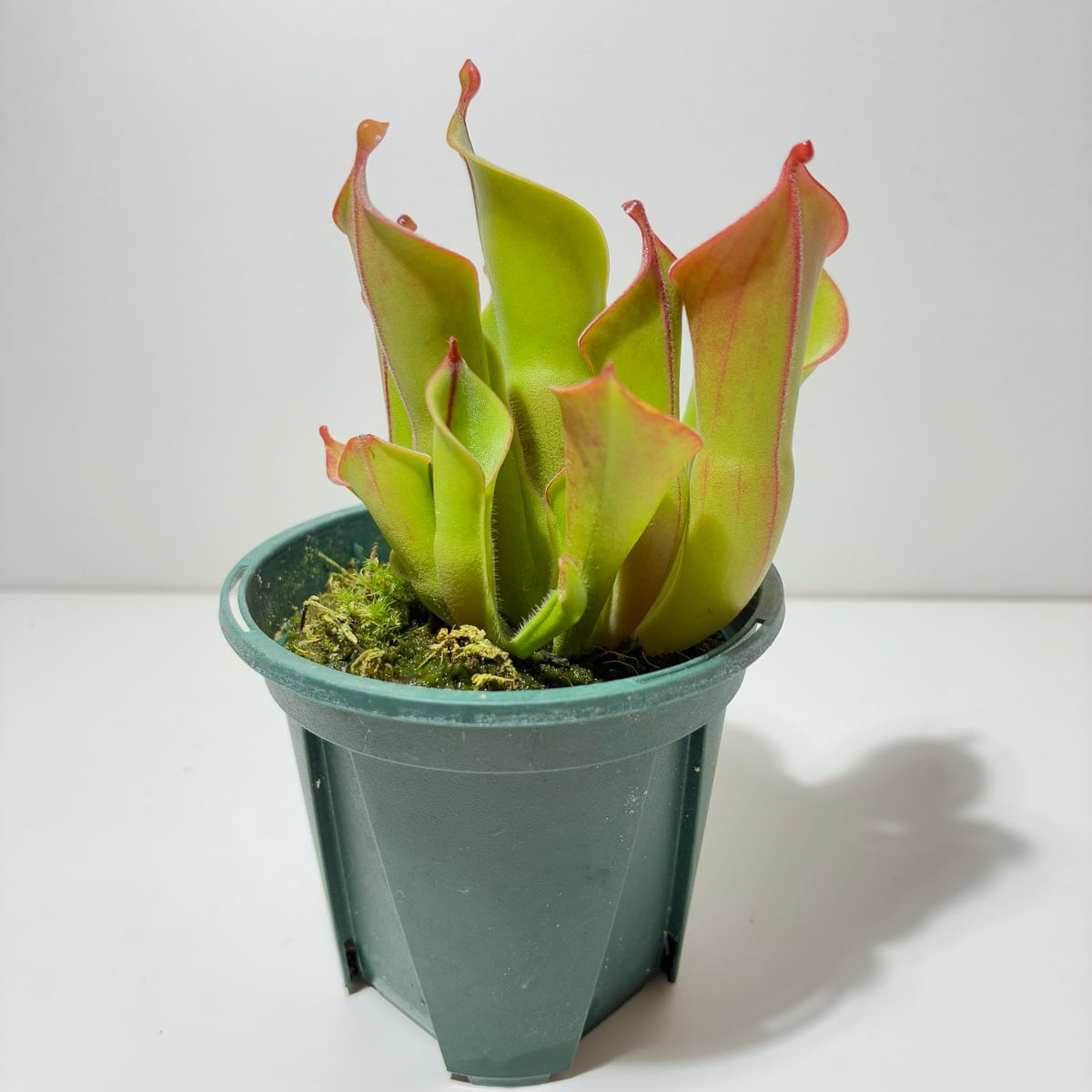 ヘリアンフォラ ヘテロドクサ Heliamphora heterodoxa