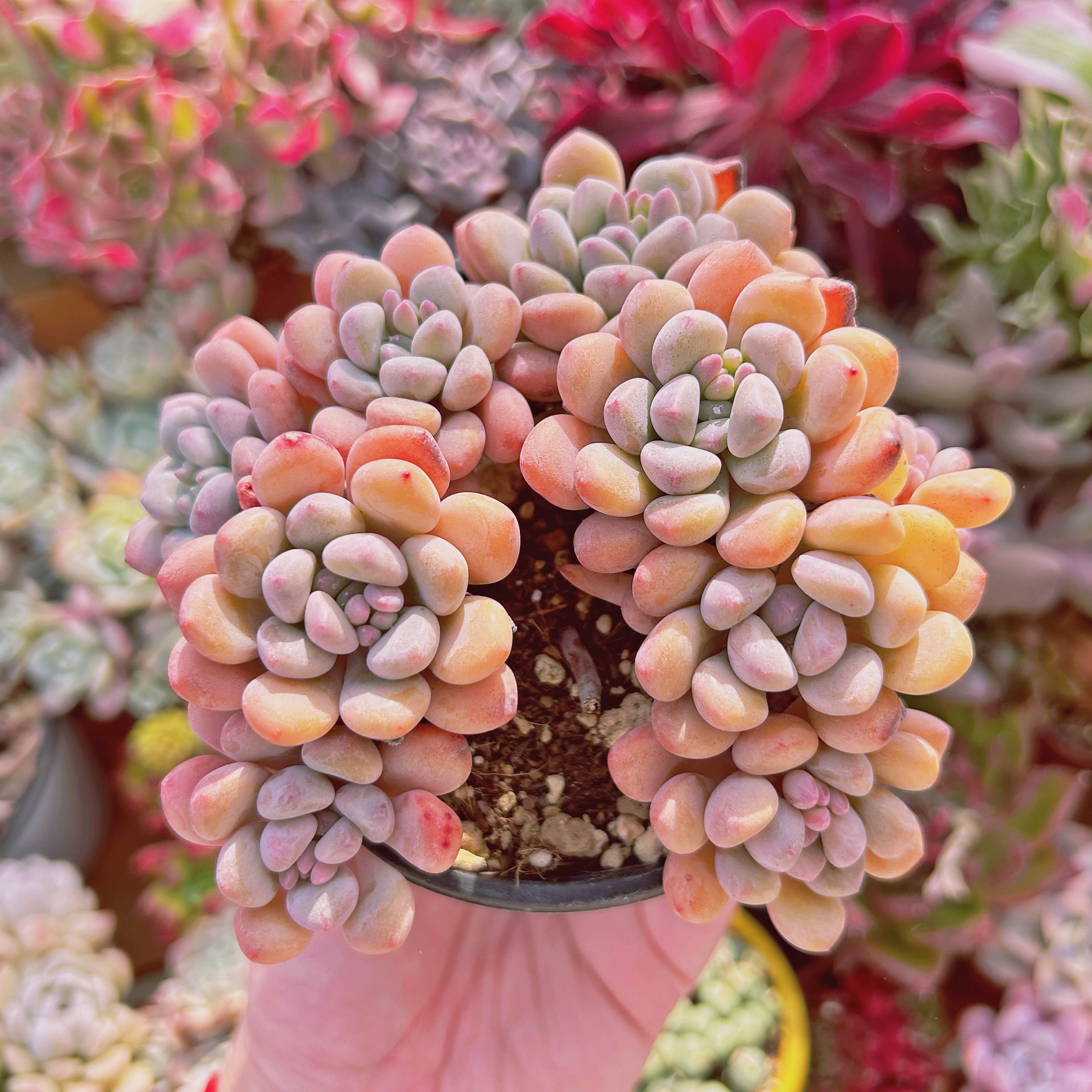 特価❣️ドロサンテマ キラキラ レインボーキャンディーボール 抜き苗