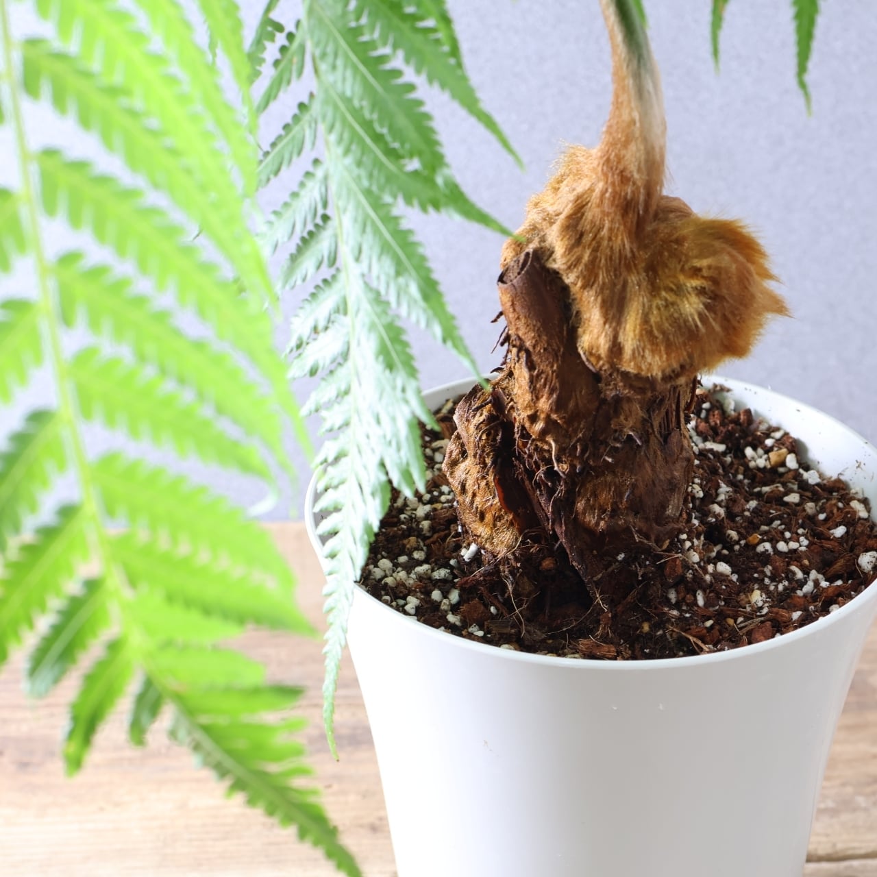 305 くねくねでもじゃもじゃ『キンモウコウ』観葉植物 【送料無料