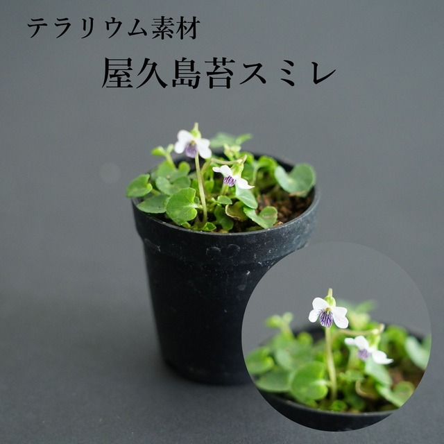 屋久島苔スミレ　苔テラリウム作製用素材