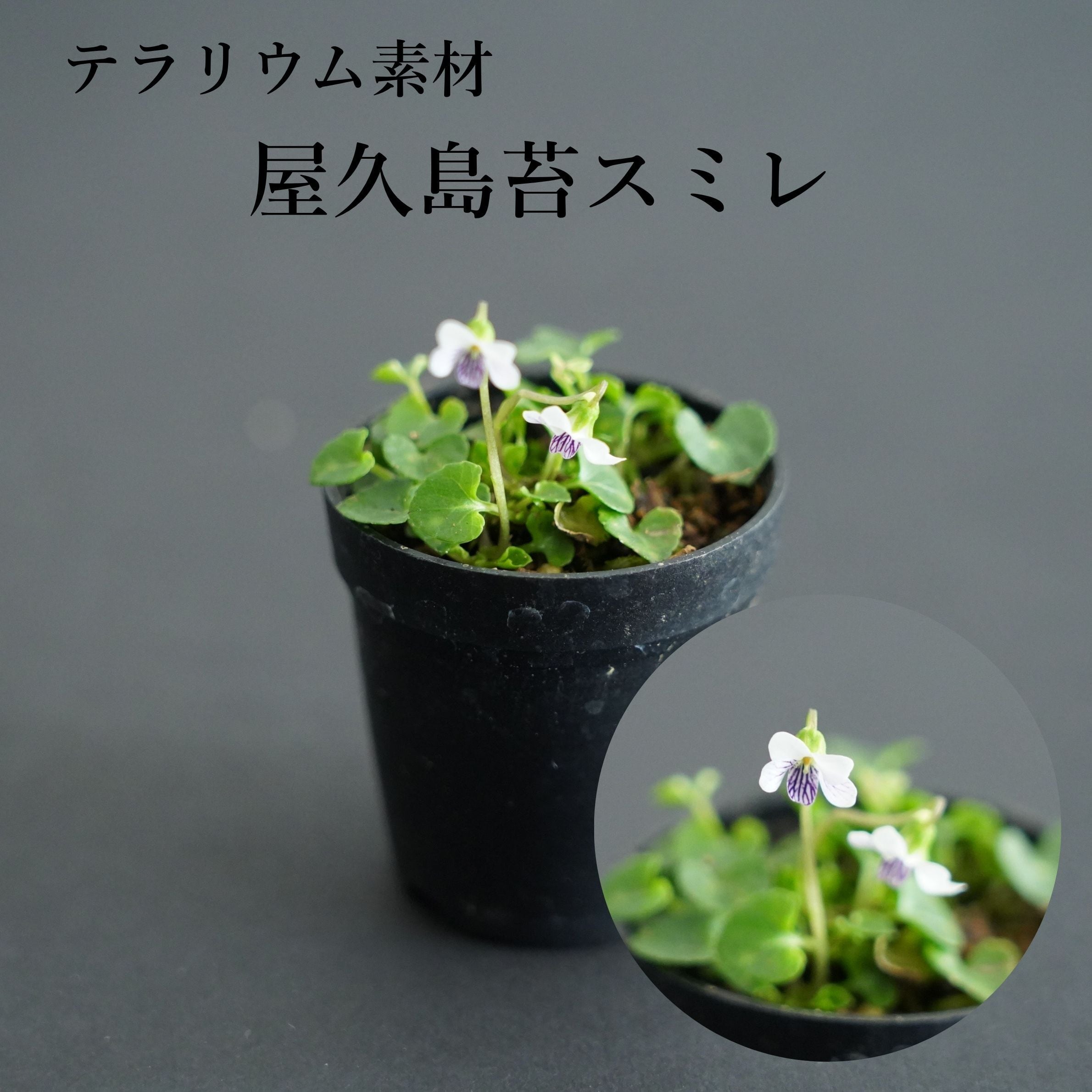 屋久島苔スミレ 苔テラリウム作製用素材