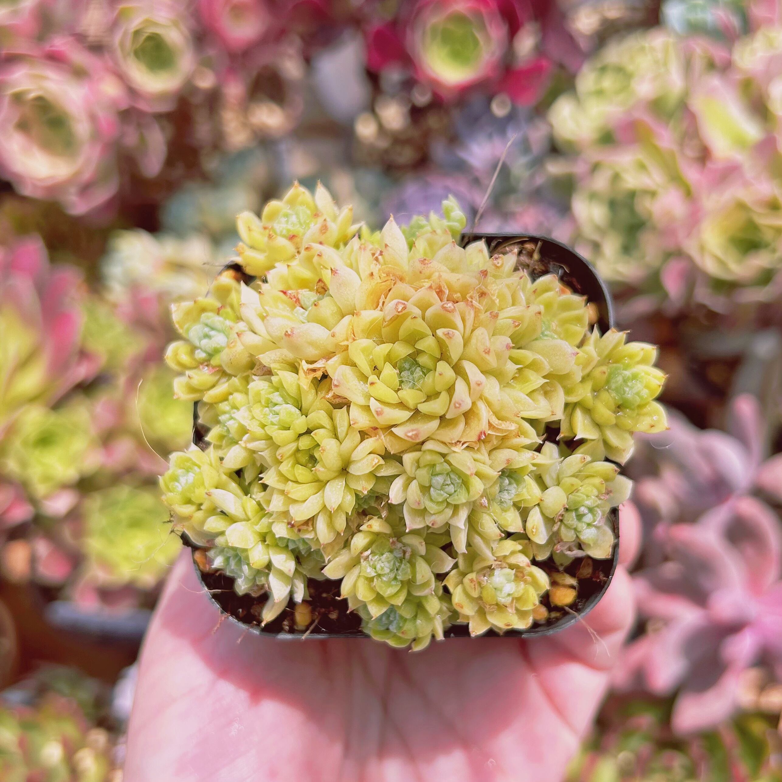 #1164現物　多肉植物　宝石姫　抜き苗