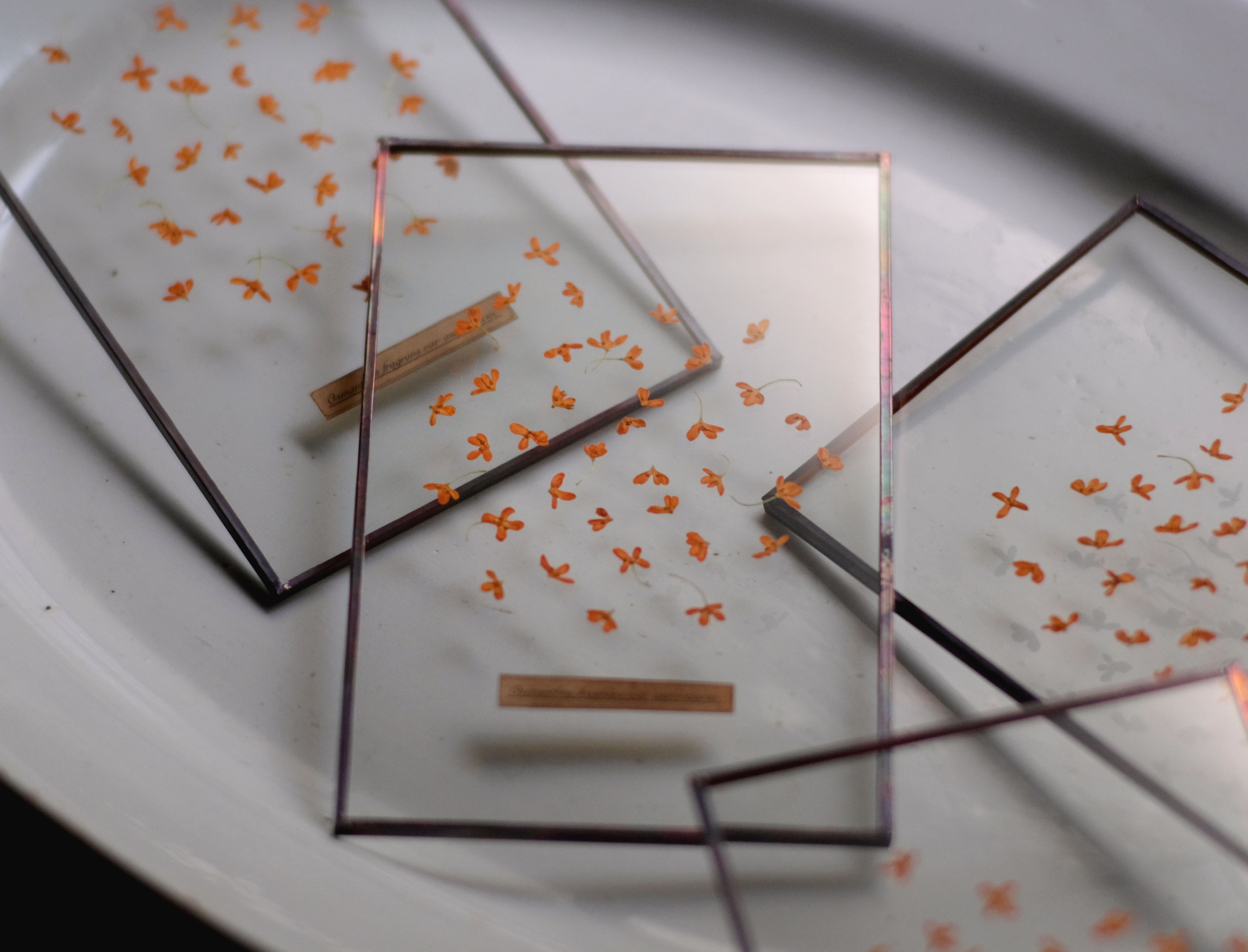 Glass Speciment /ガラス標本 | はいいろオオカミ＋花屋西別府商店