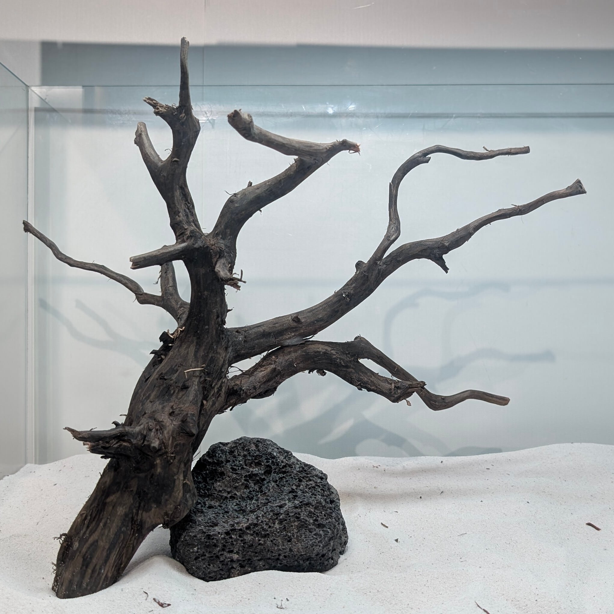 【ハマ流木】 ブラックスマトラブランチウッド【BSB091】 | ペットの流木 水宗工房