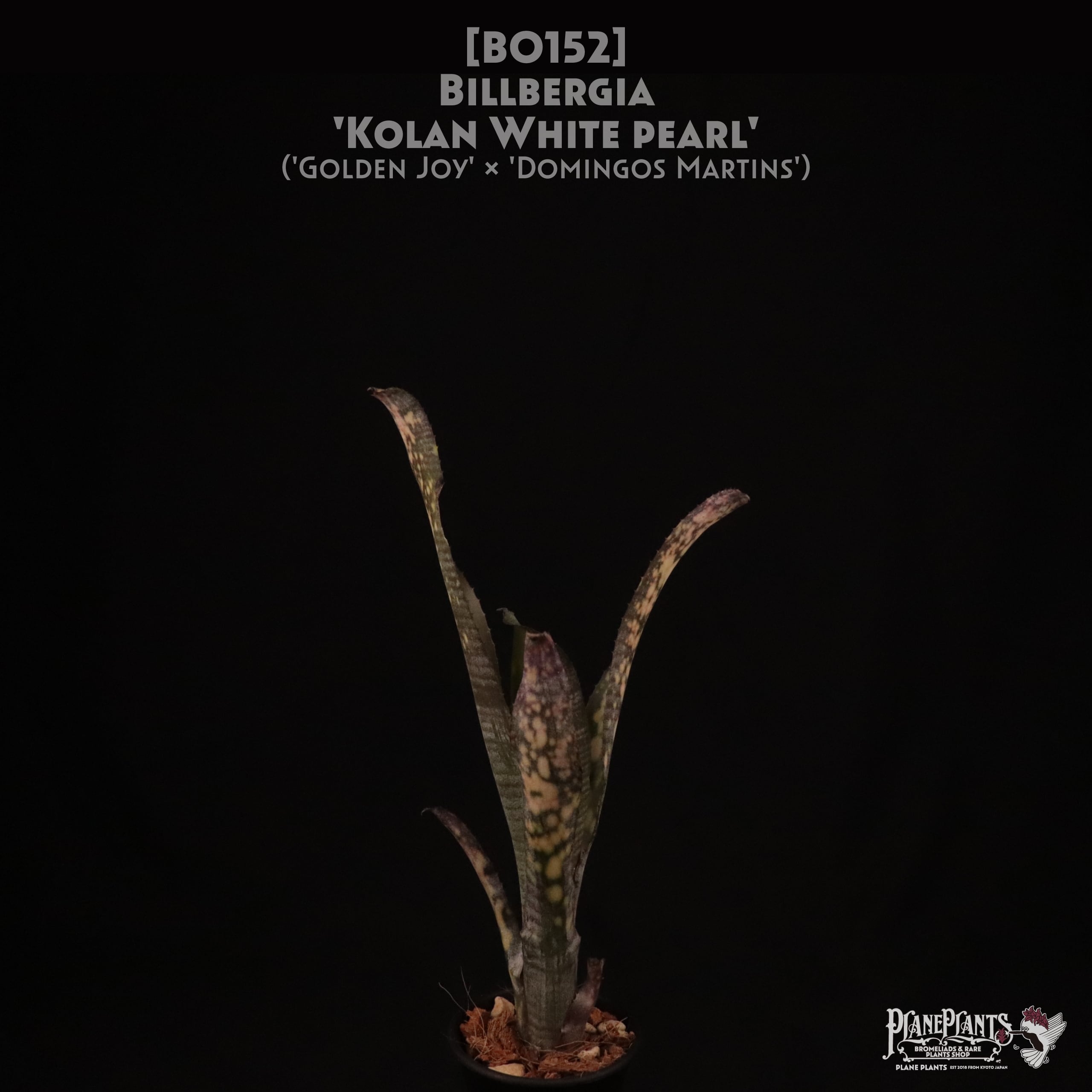 送料無料】Billbergia 'Kolan White pearl'〔ビルベルギア〕現品発送