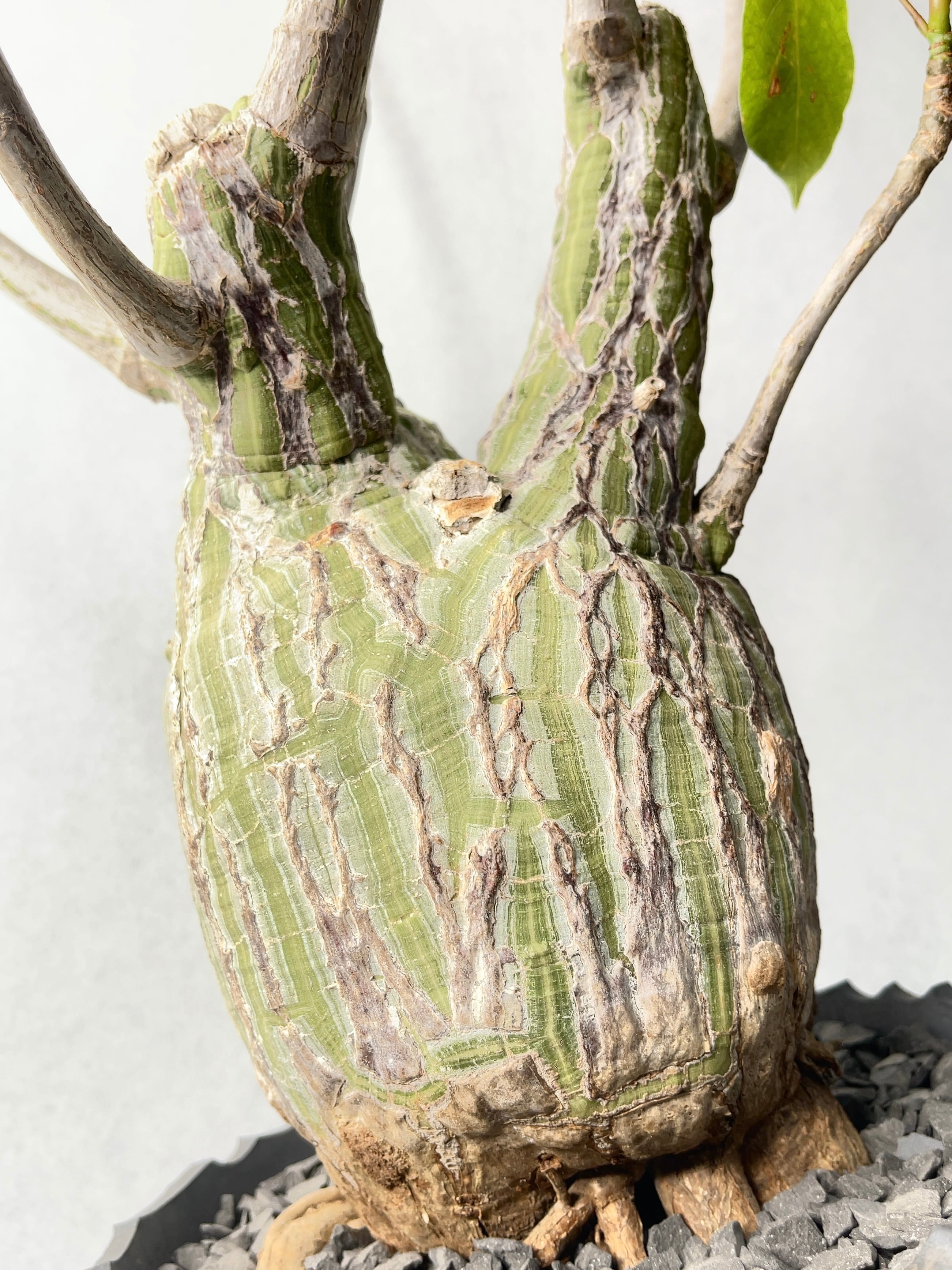 プセウドボンバックス・エリプティクム | trigger