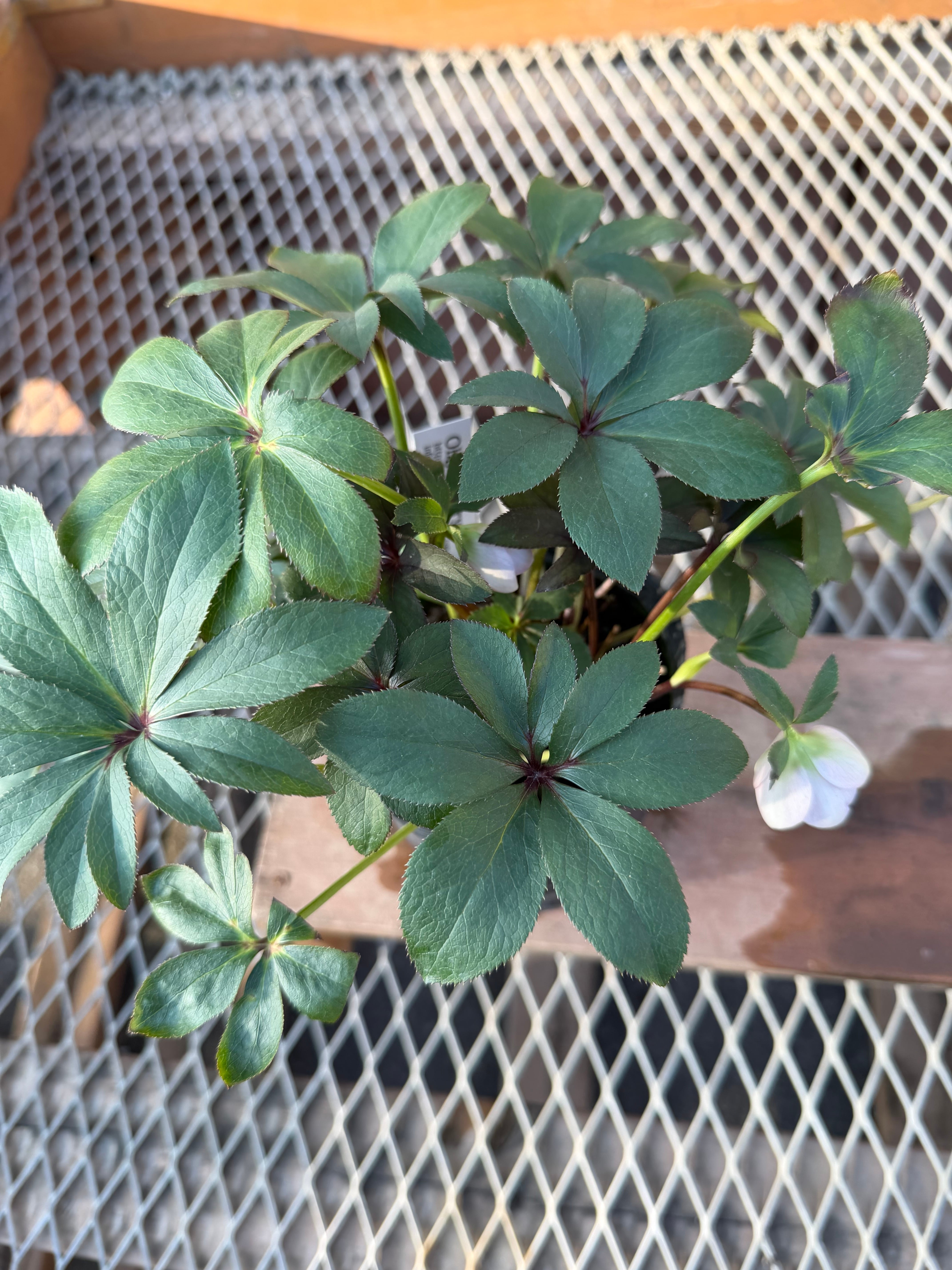 ポーセリンhyb. 大木ナーサリー ※蕾無し特価 クリスマスローズ【Og12