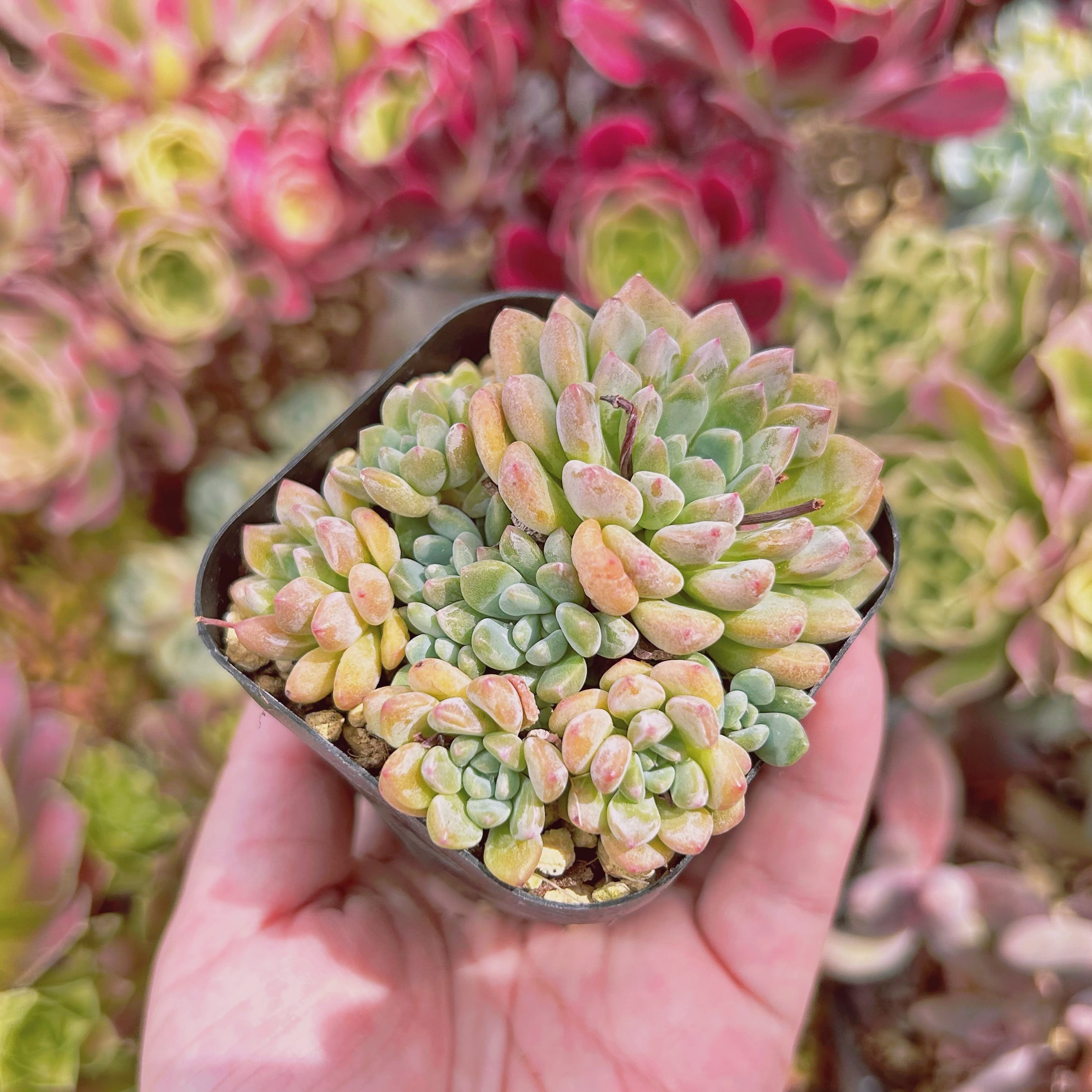 902現物 多肉植物 ブルーグロブローサ 抜き苗 | るる農園~多肉植物専門