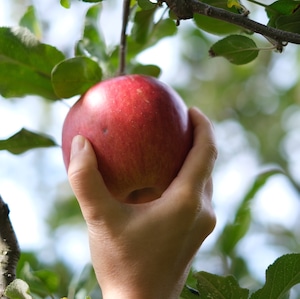 秋のスペシャルセット「森の香り」&「りんごブレンド」(各3ml)