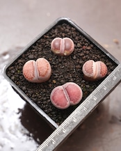 抜き苗 リトープス バッカス Lithops salicola 'Bacchus'
