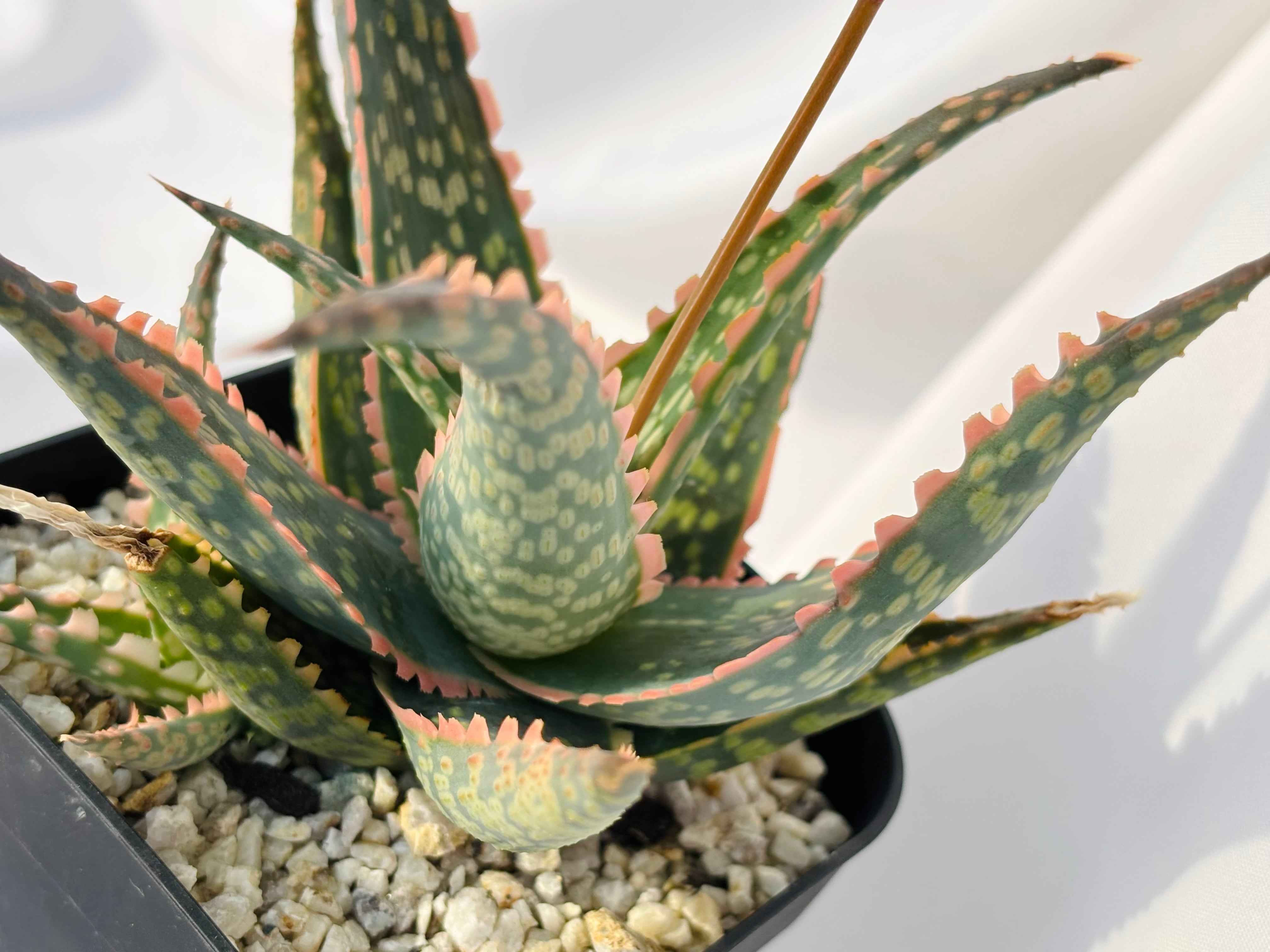 Aloe hybrid アロエ ハイブリッド 多肉植物 | plants MARU ーサボテン
