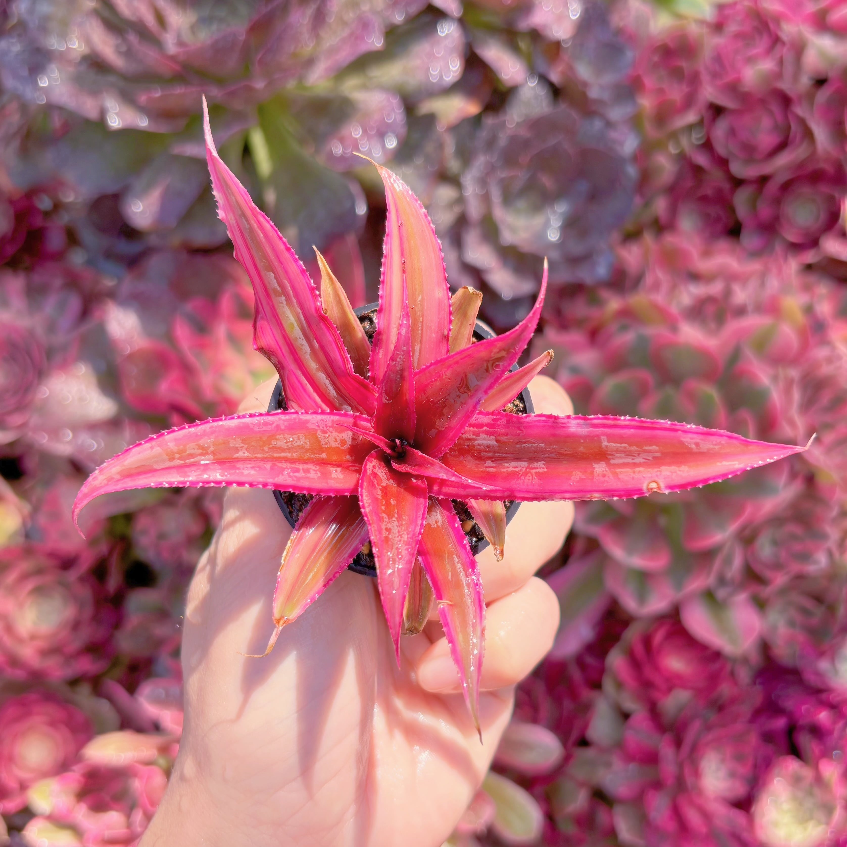 クリプタンサス　レッドスター　新入荷　るる農園