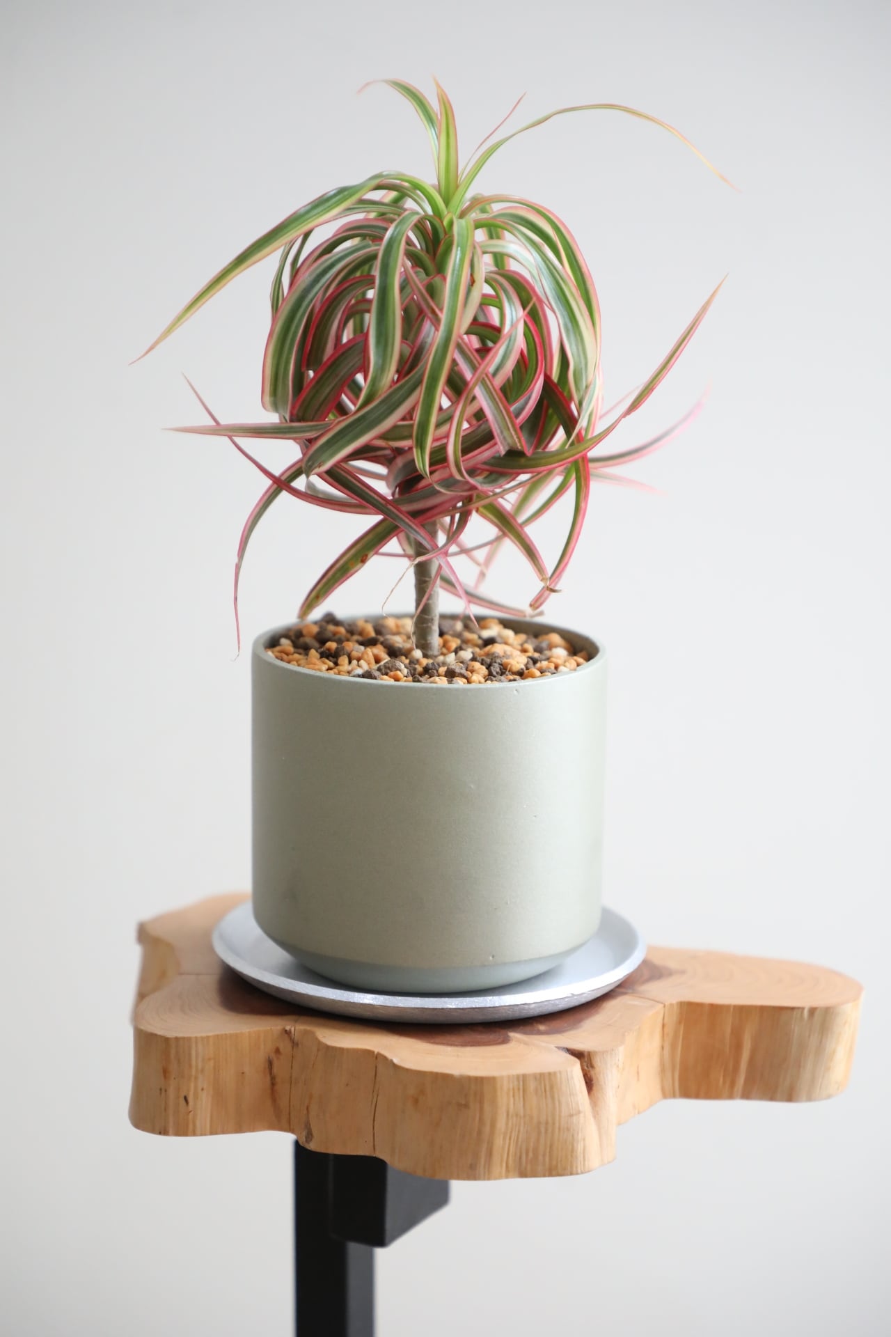 ドラセナ　コンシンネ　キュンティ　角鉢 希少】【S】ドラセナ コンシンネ キュンティ/Dracaena concinna