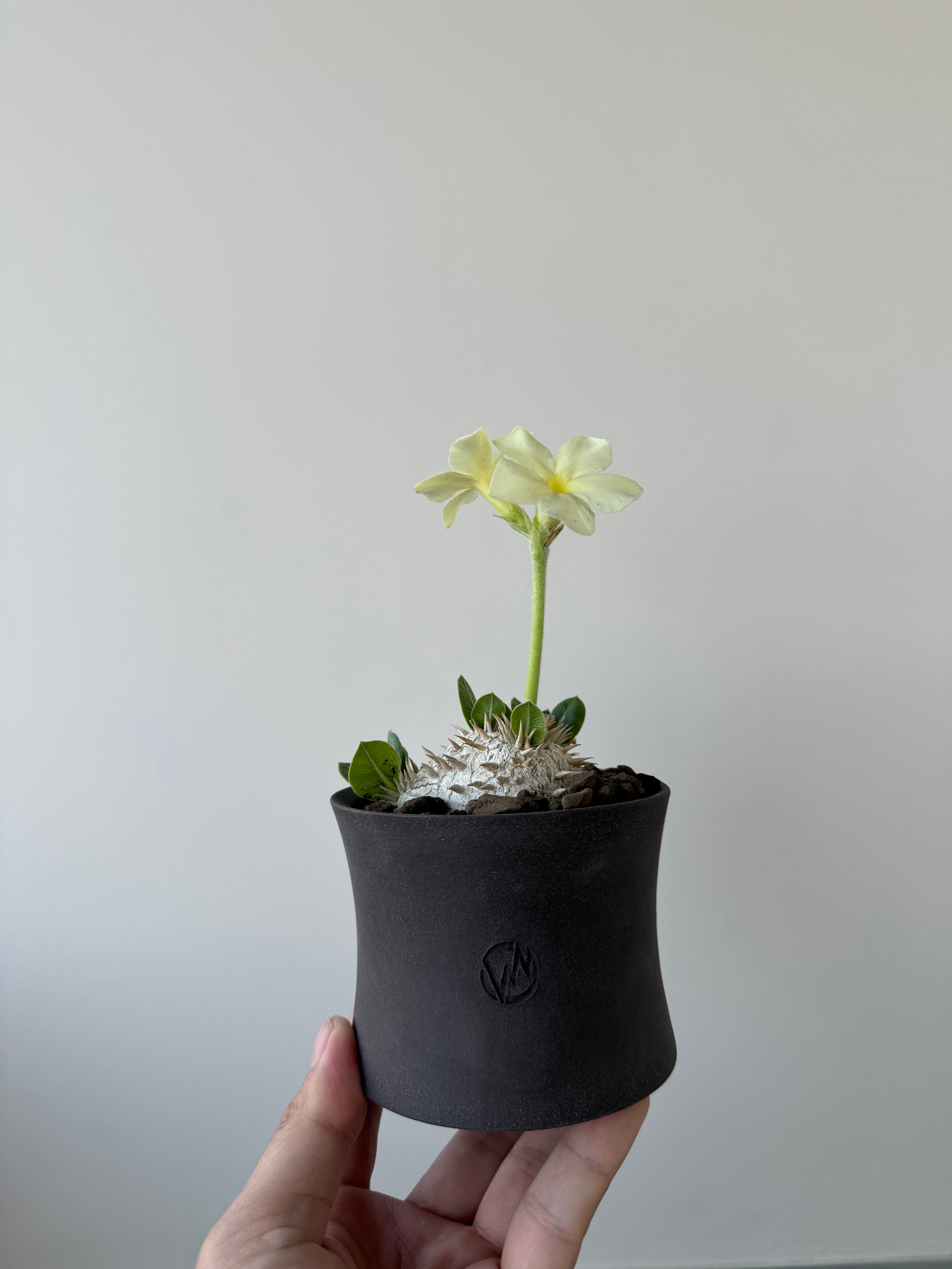 パキポディウムブレビカウレ✴︎valiem鉢セット 新着】Pachypodium brevicaule var.leucoxanthum × VALIEM GHOST【白花