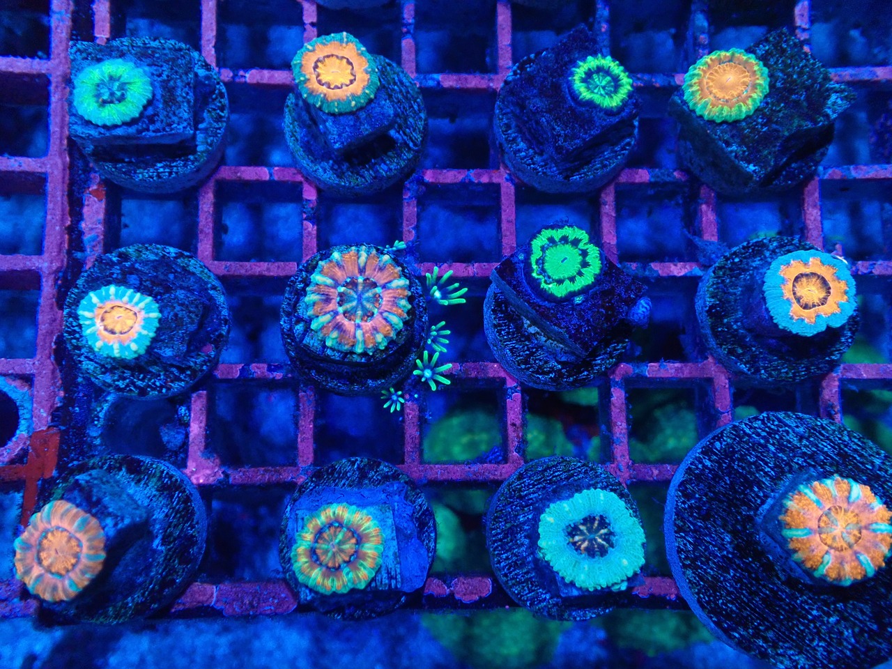 【お一人様一口迄】ベビガチャ