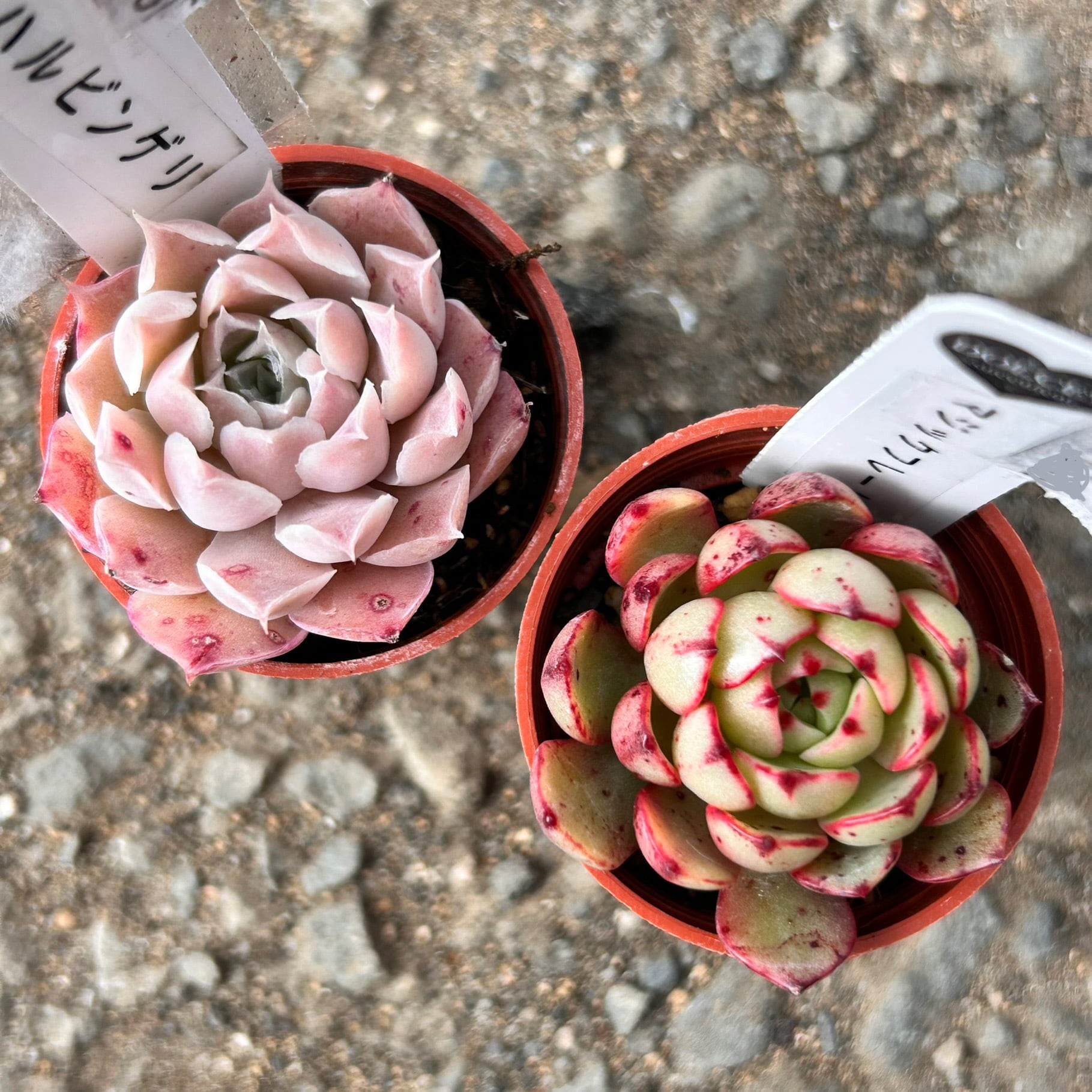 ハルビンゲリ・ホワイトアイス・マジックフレーム | RuPo 多肉植物専門店