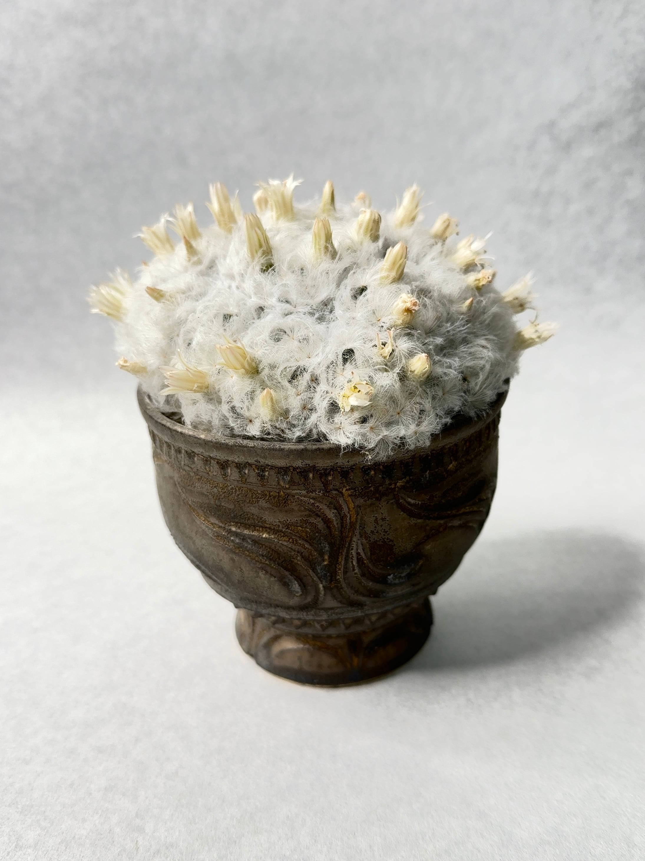 ❣️サボテン 成程柱 レア❣️ トリコセレウス・なるほど柱 | trigger