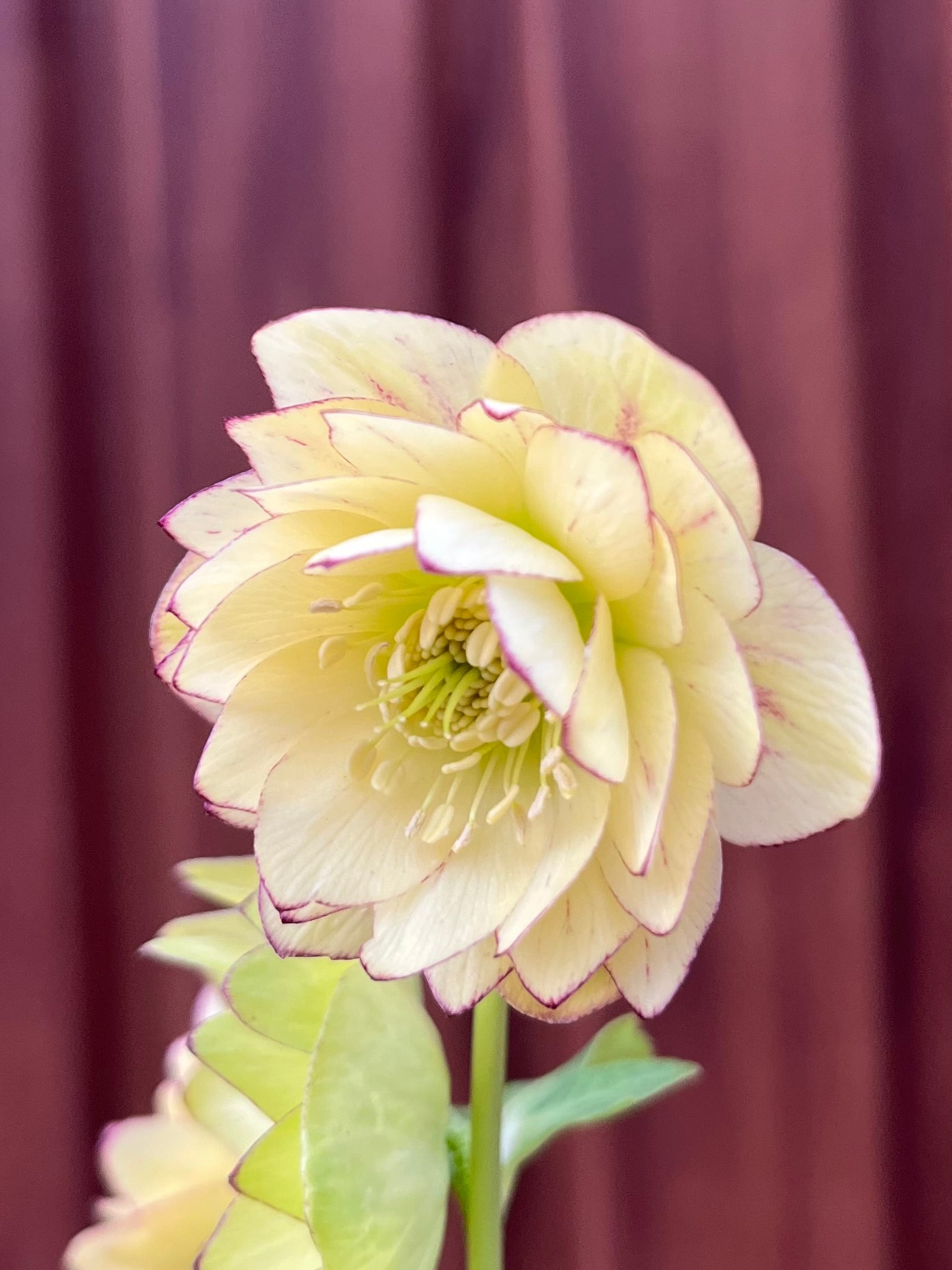 クリスマスローズ 加藤農園 認定タグ付き グロッシーカラー クリスマス