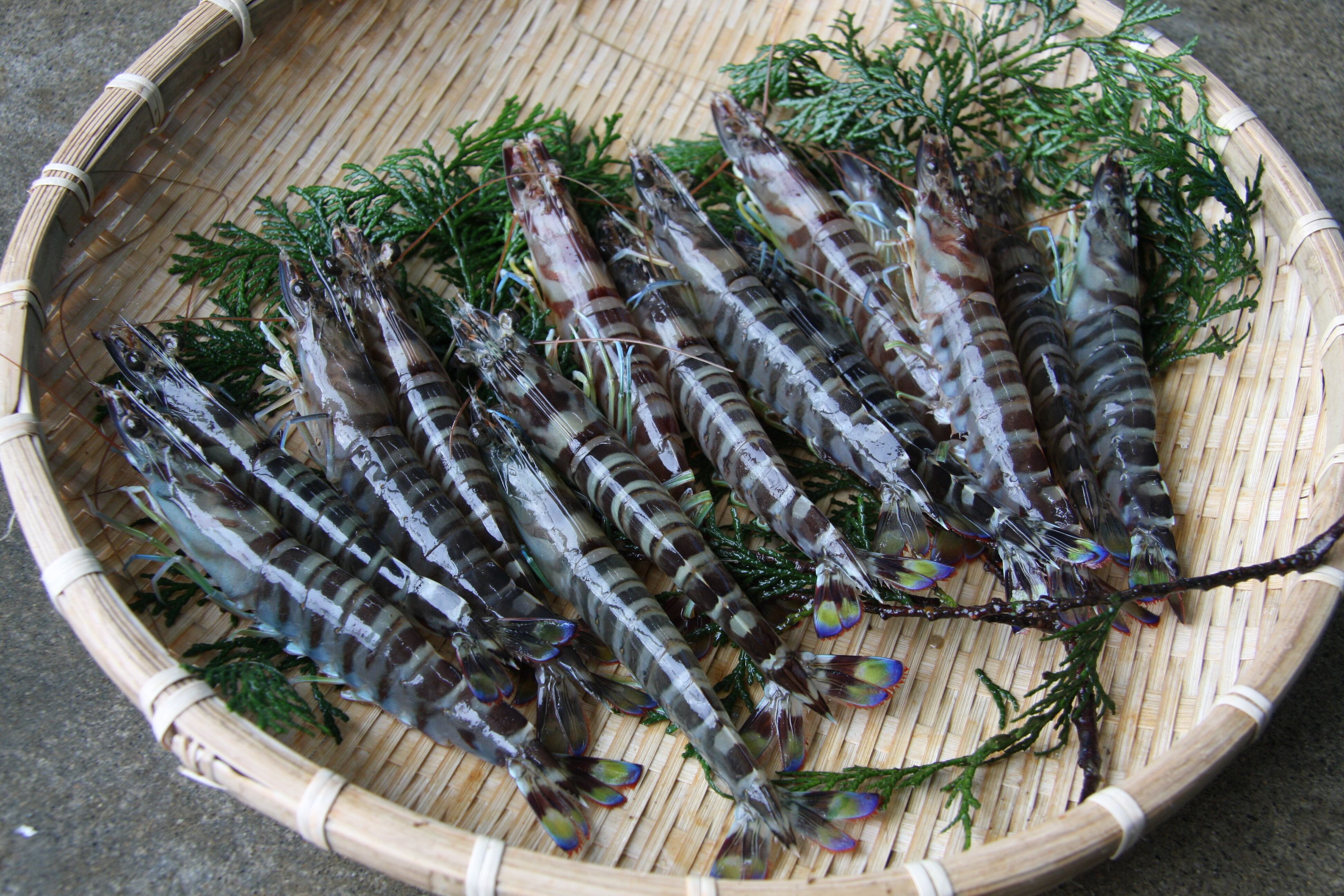 【KU-1】活〆車えび