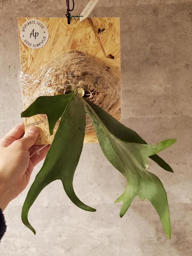 P.Willinckii Wild Cat 【artPLANTs】ビカクシダ/Platycerium