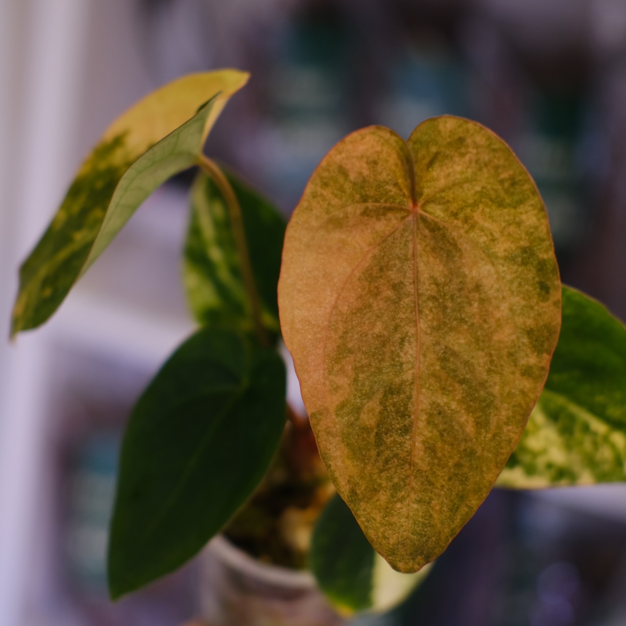 Anthurium (Papililaminum variegated × Crystallinum marble) × (Besseae × Papililaminum)⑦|アンスリウム|観葉植物